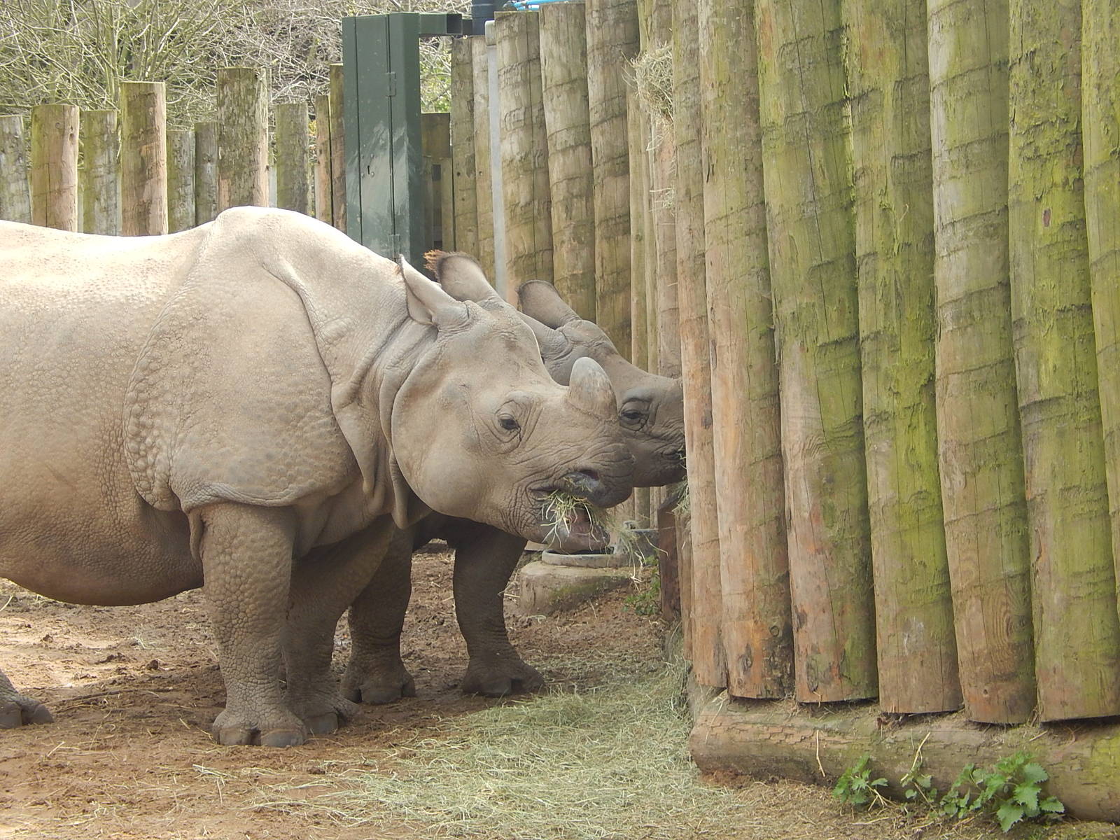 Greater One-horned Rhinos (Komala at the back)