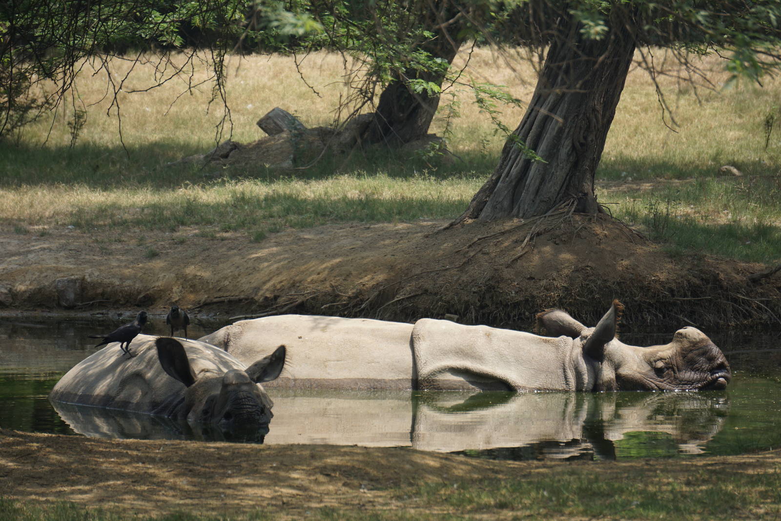 Greater One-Horned Rhinos