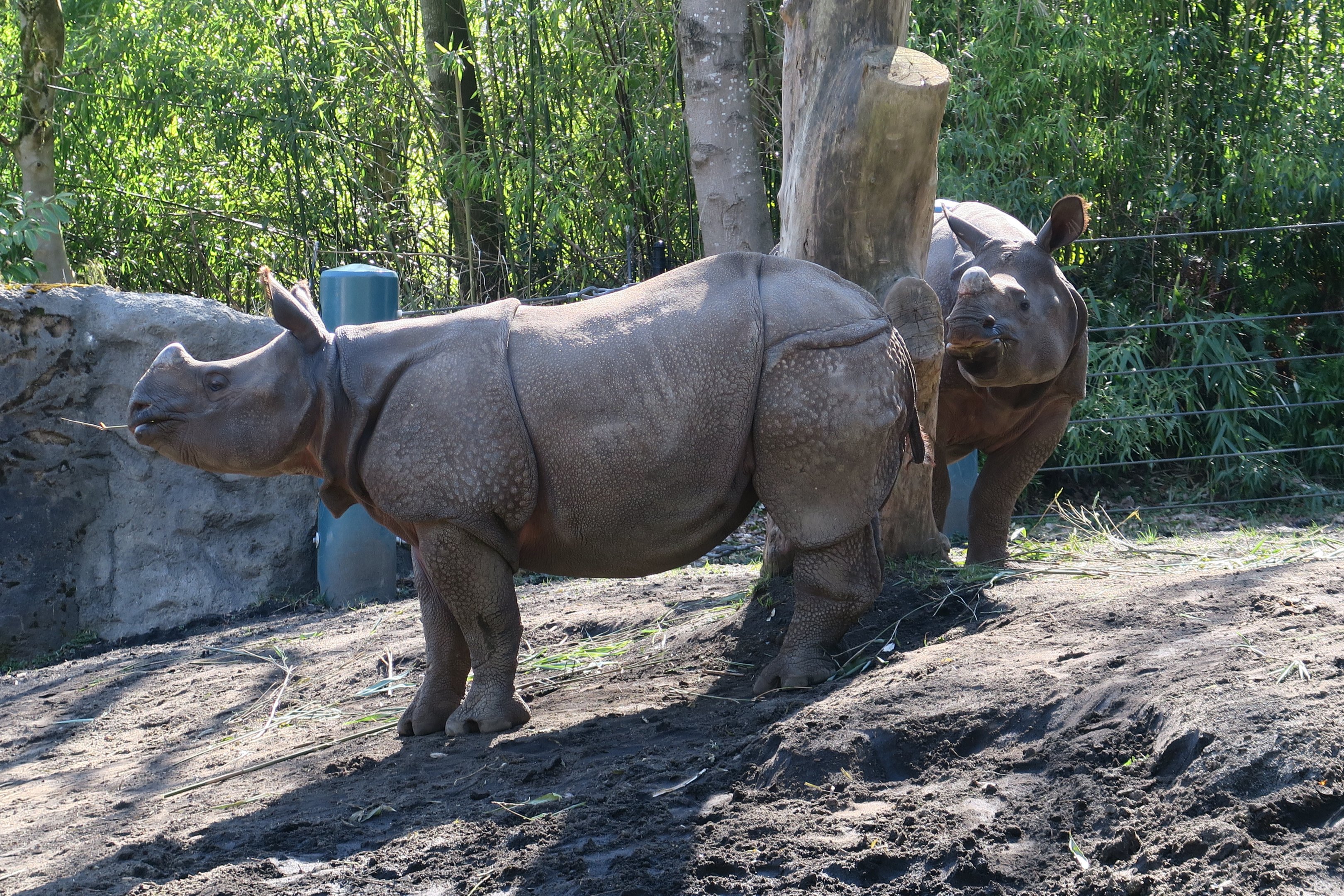 Greater One-horned Rhinos