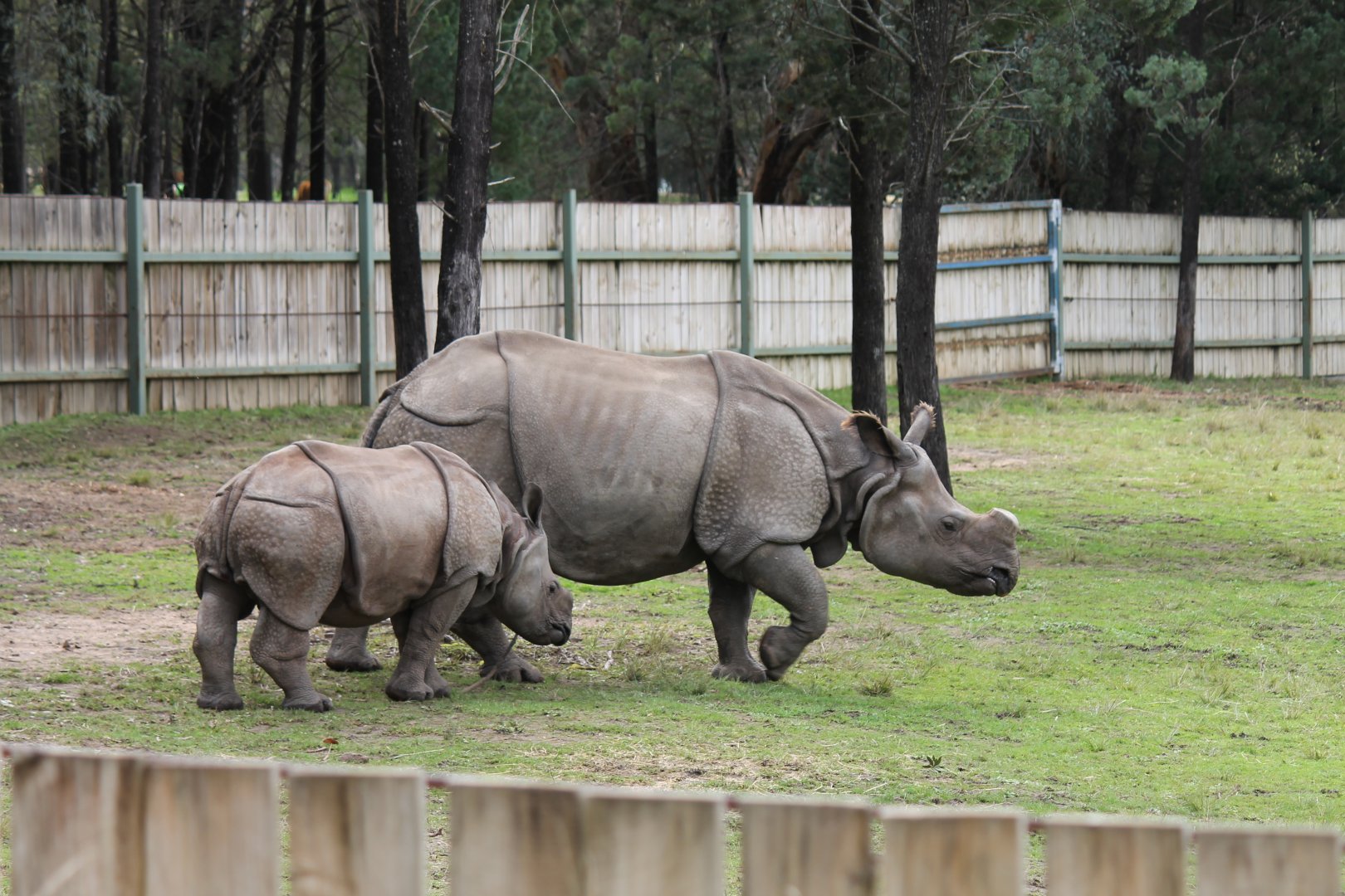 Greater One-horned Rhinos