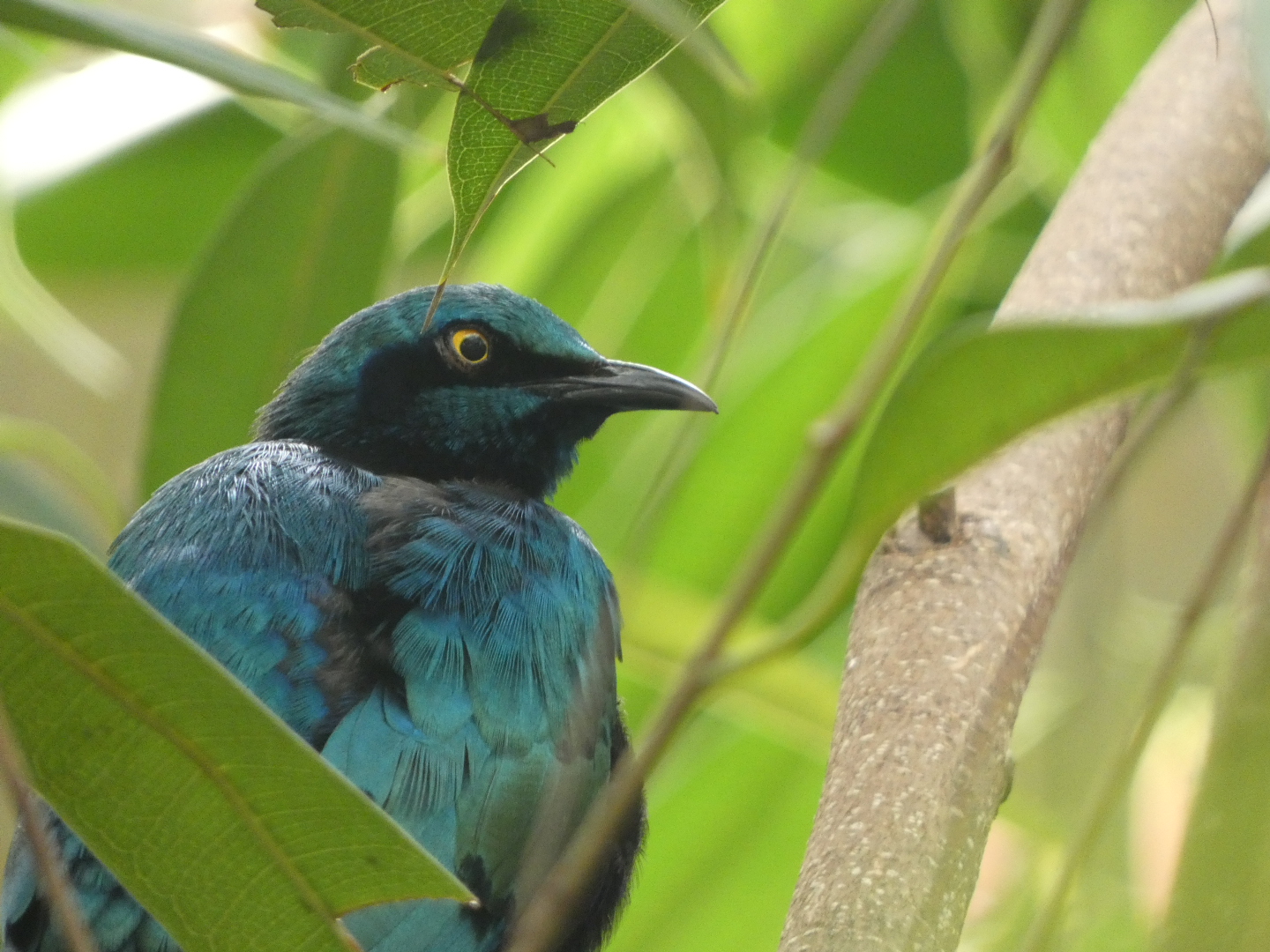 Greater or Miombo blue eared glossy starling?