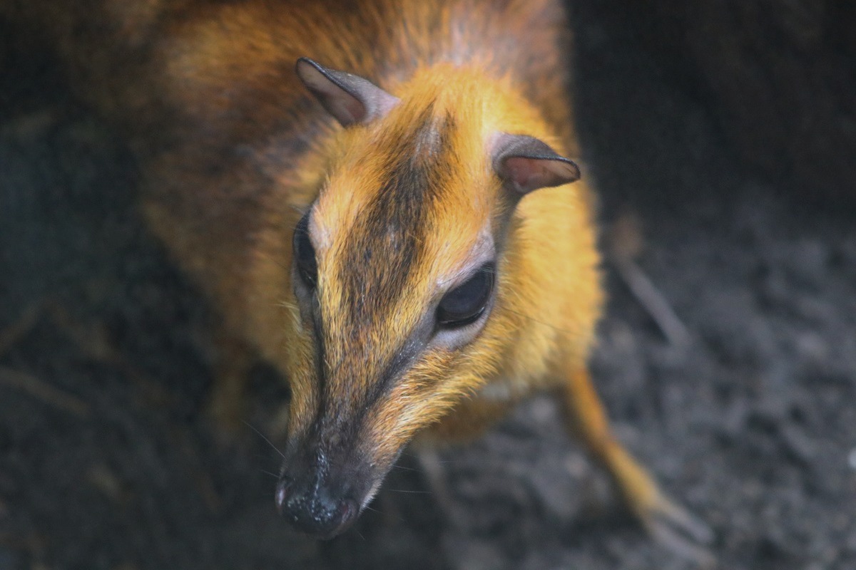 Greater Oriental Chevrotain (Tragulus napu)