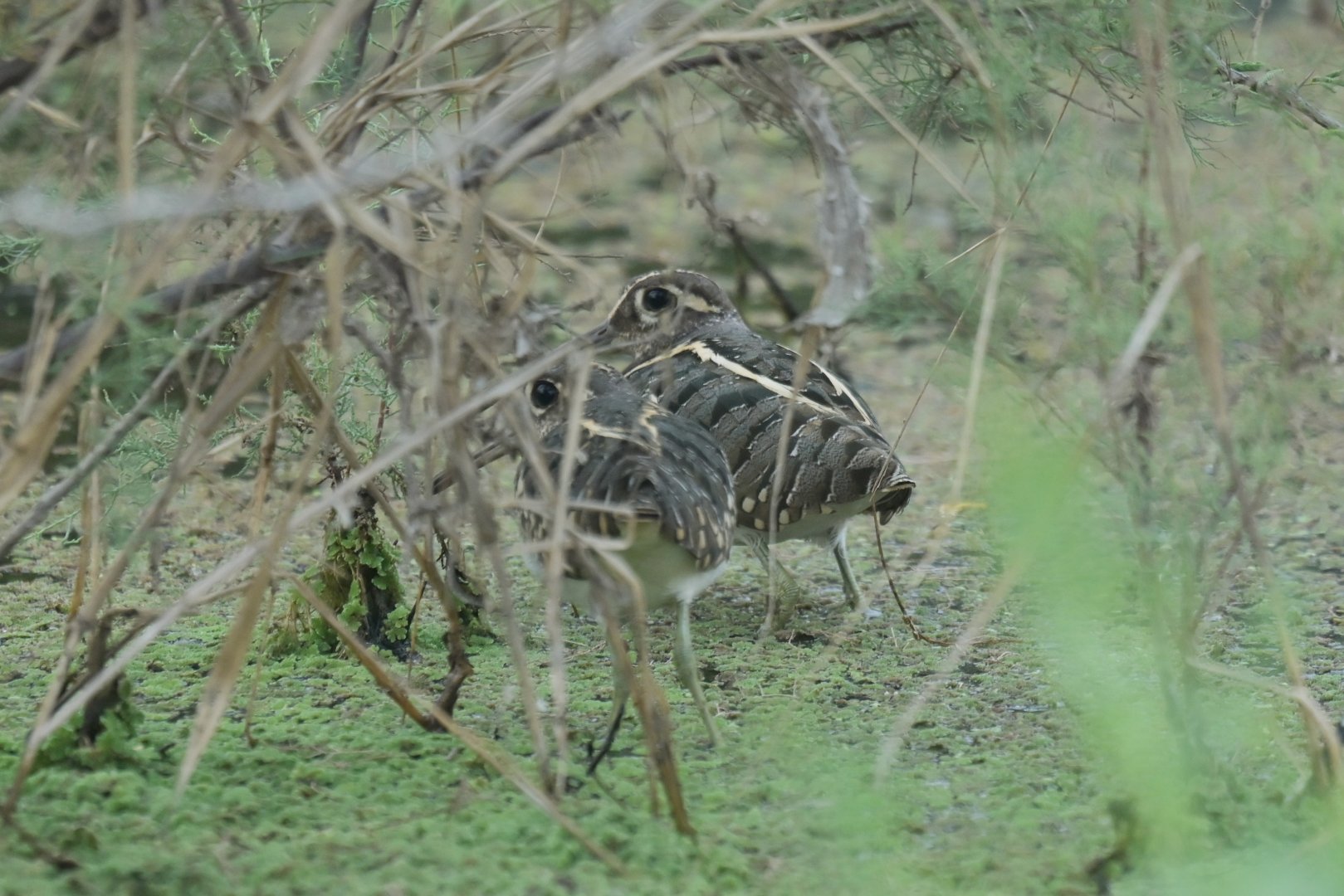 Greater Painted-snipe Rostratula benghalensis