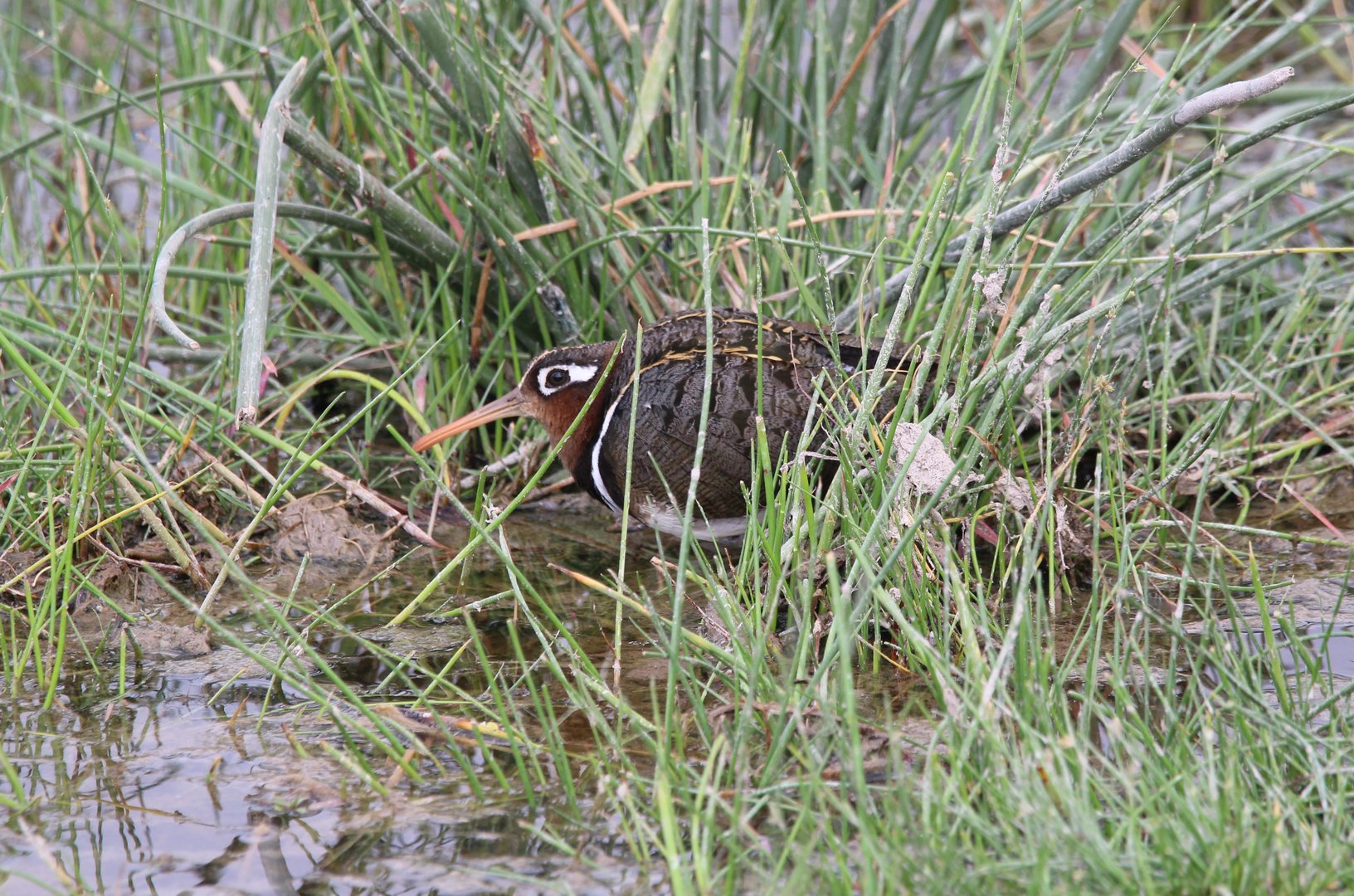 Greater Painted-Snipe