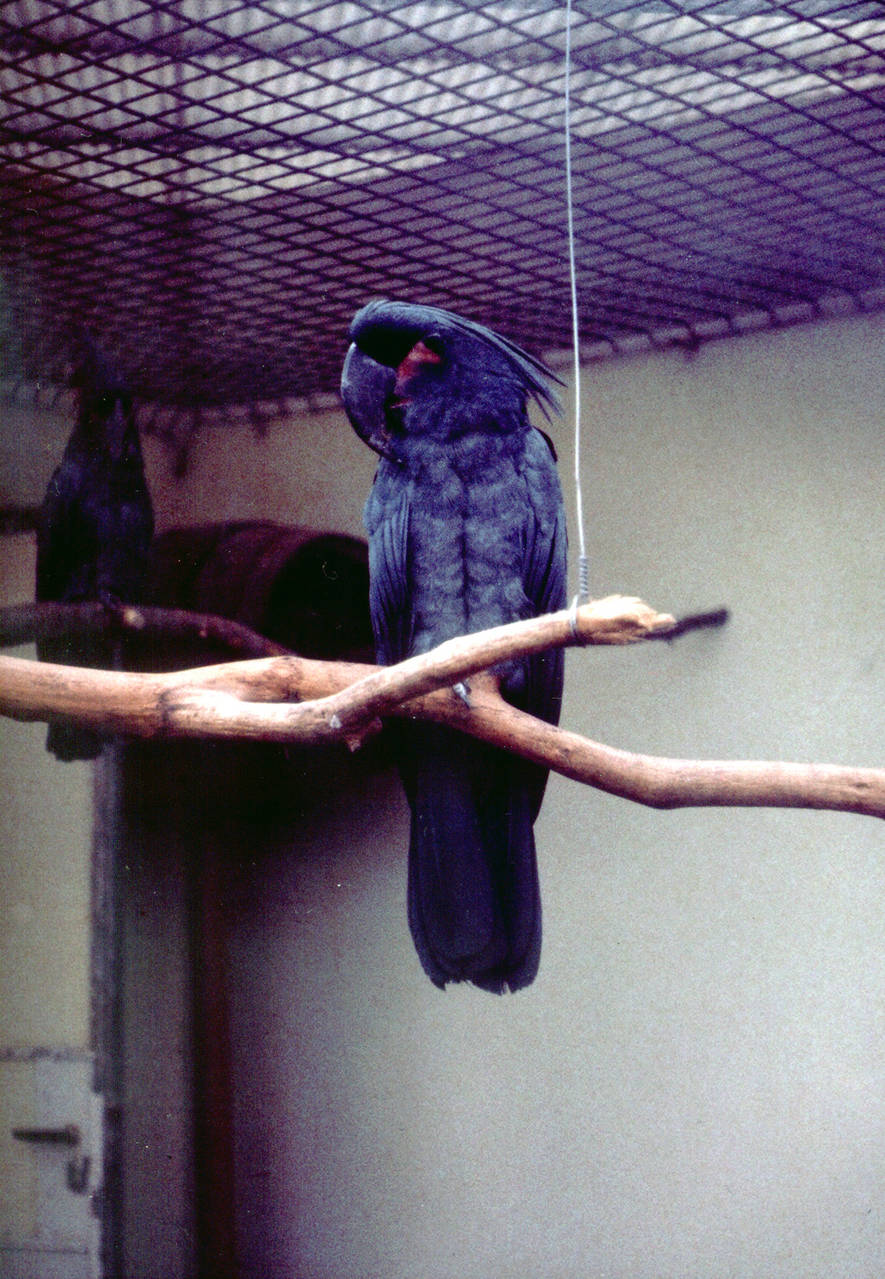Greater Palm Cockatoo