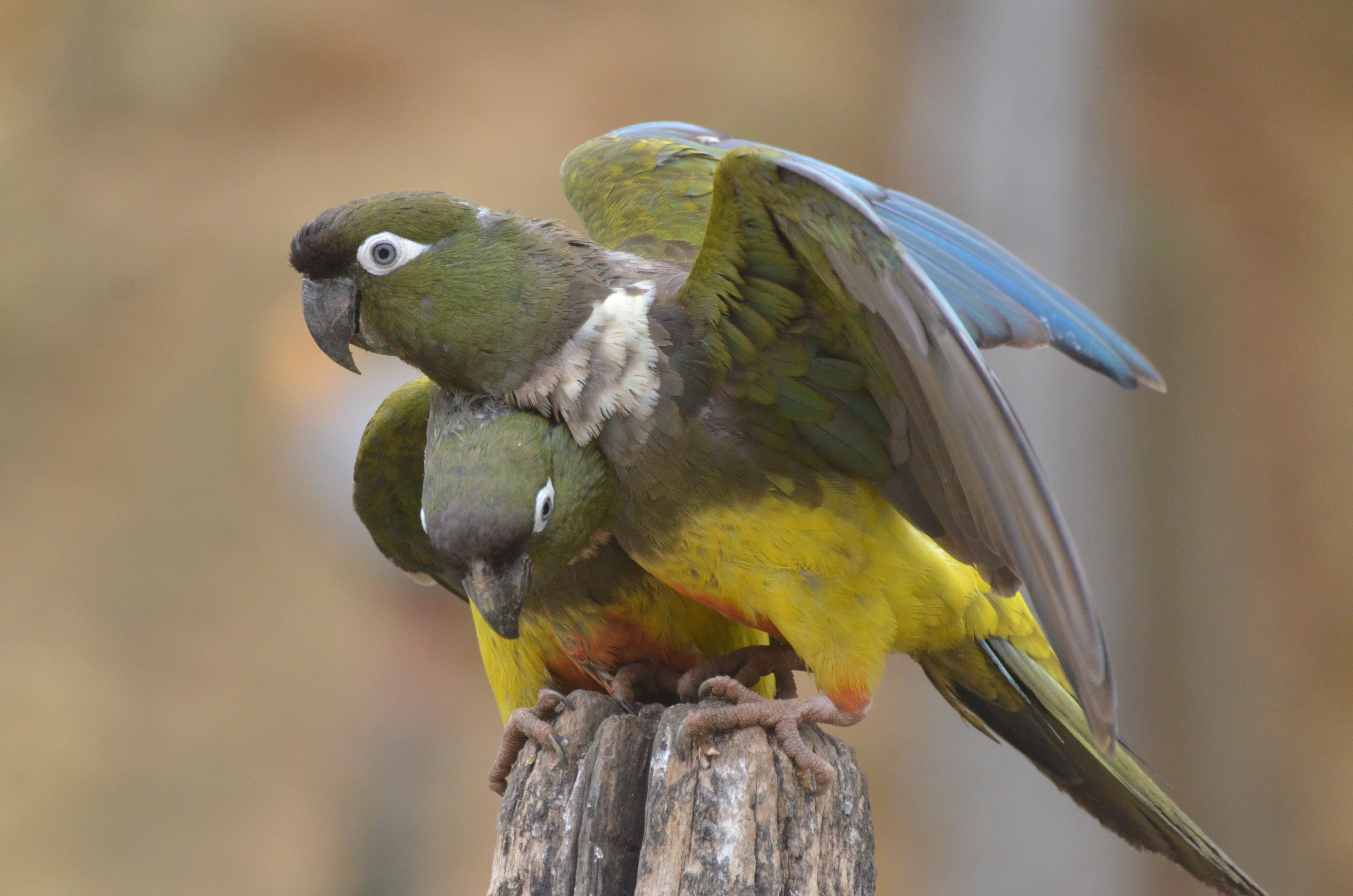 Greater Patagonian Conure at Doué-la-Fontaine, 15/06/18
