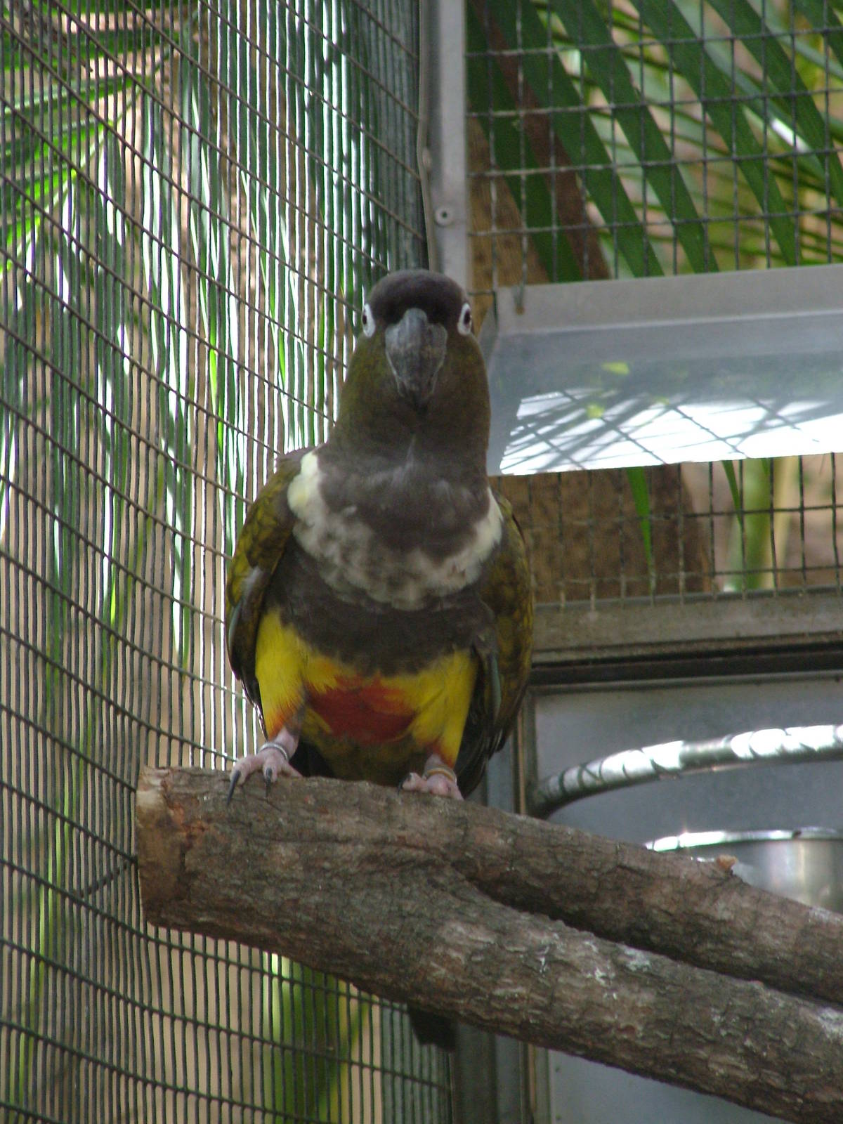 Greater Patagonian Conure at Loro Parque, 08/11/10