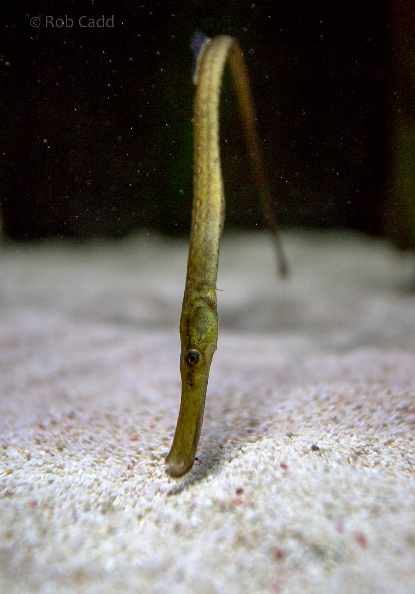 Greater pipefish : Living Coasts : 24 Sep 2015