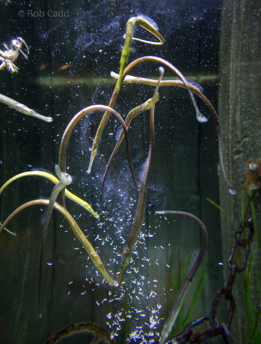 Greater pipefish : Living Coasts : 24 Sep 2015