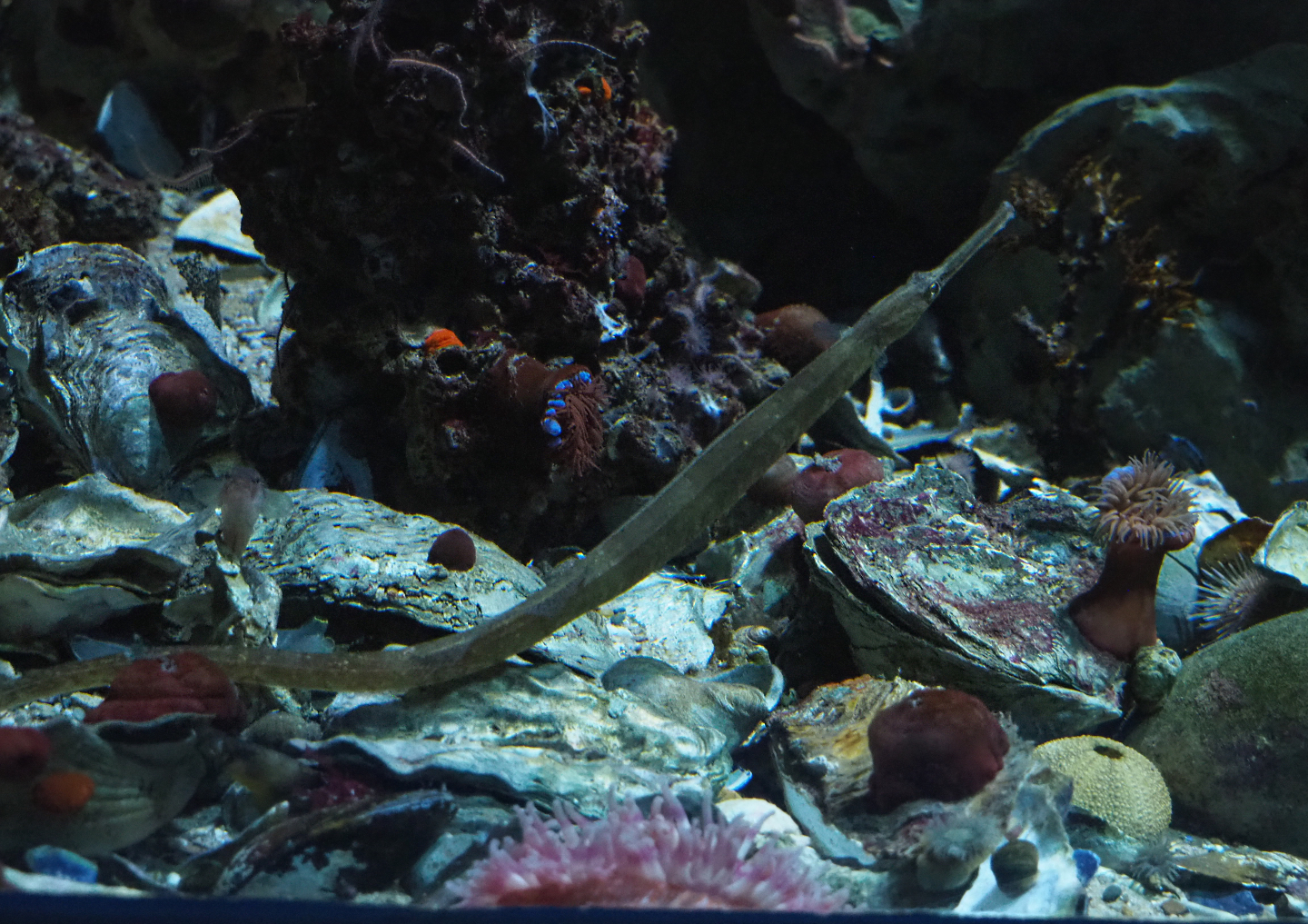 Greater pipefish (Syngnathus acus), 2019-12-30