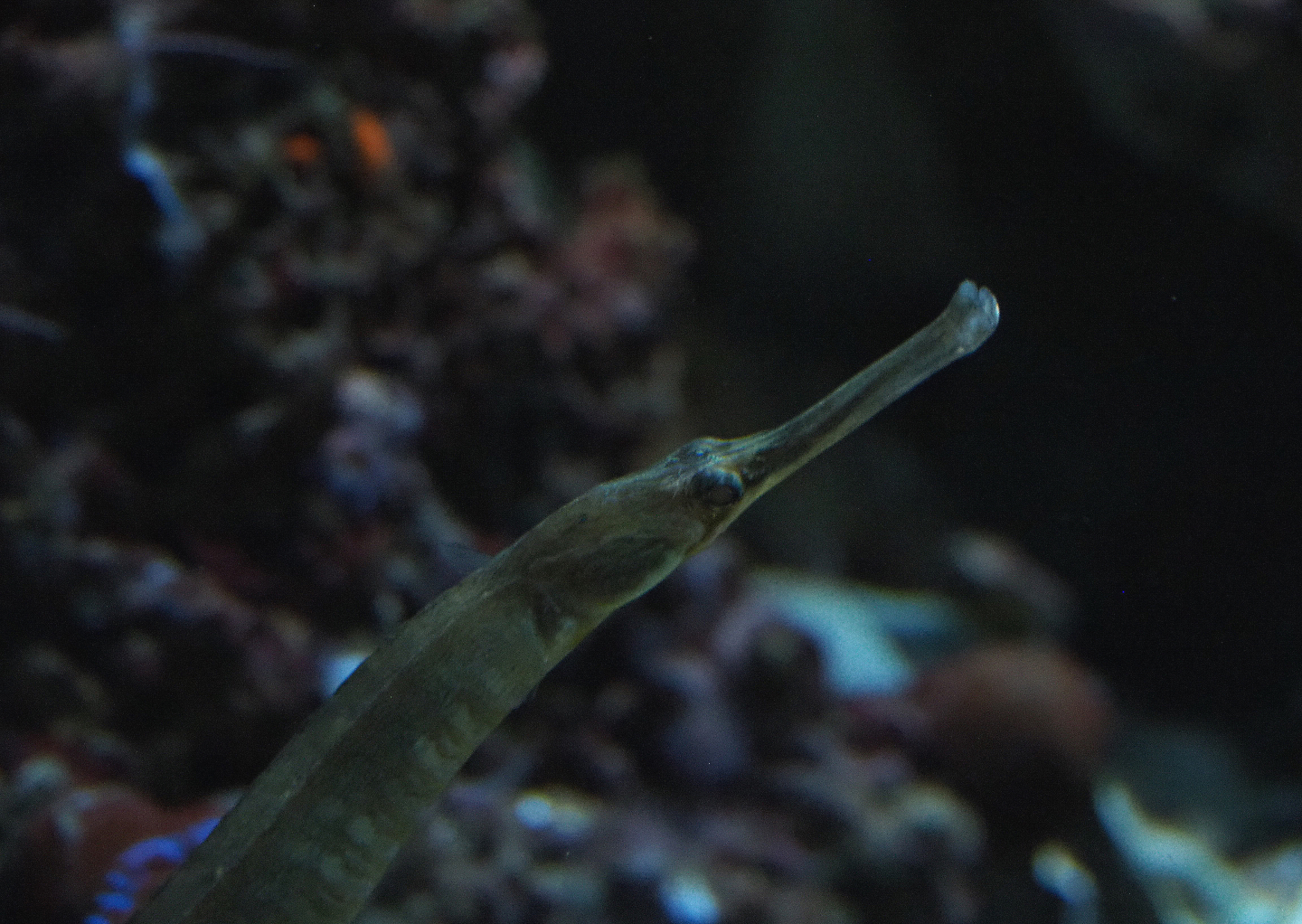 Greater pipefish (Syngnathus acus), 2019-12-30