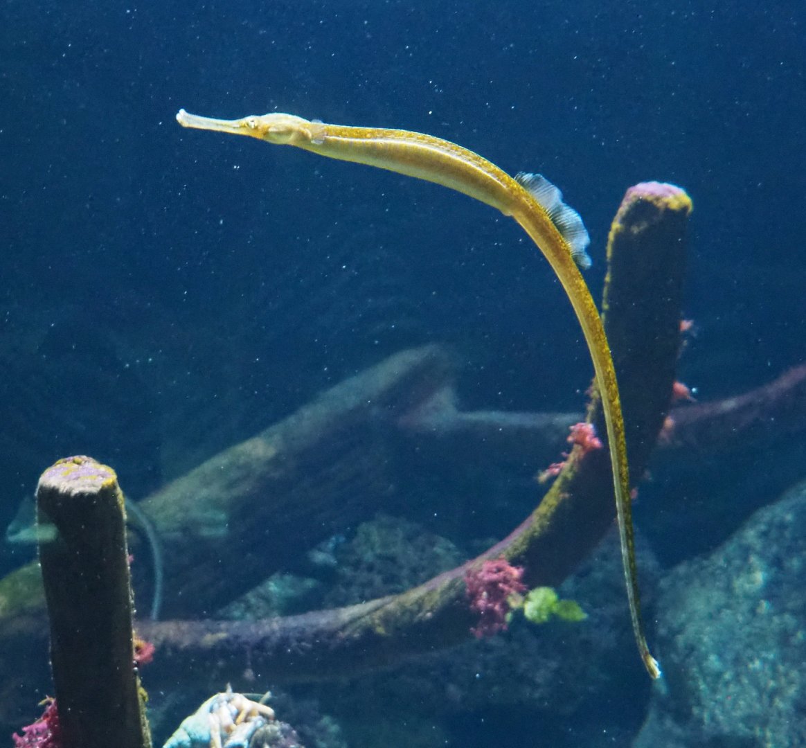 Greater pipefish (Syngnathus acus), 2021-06-12