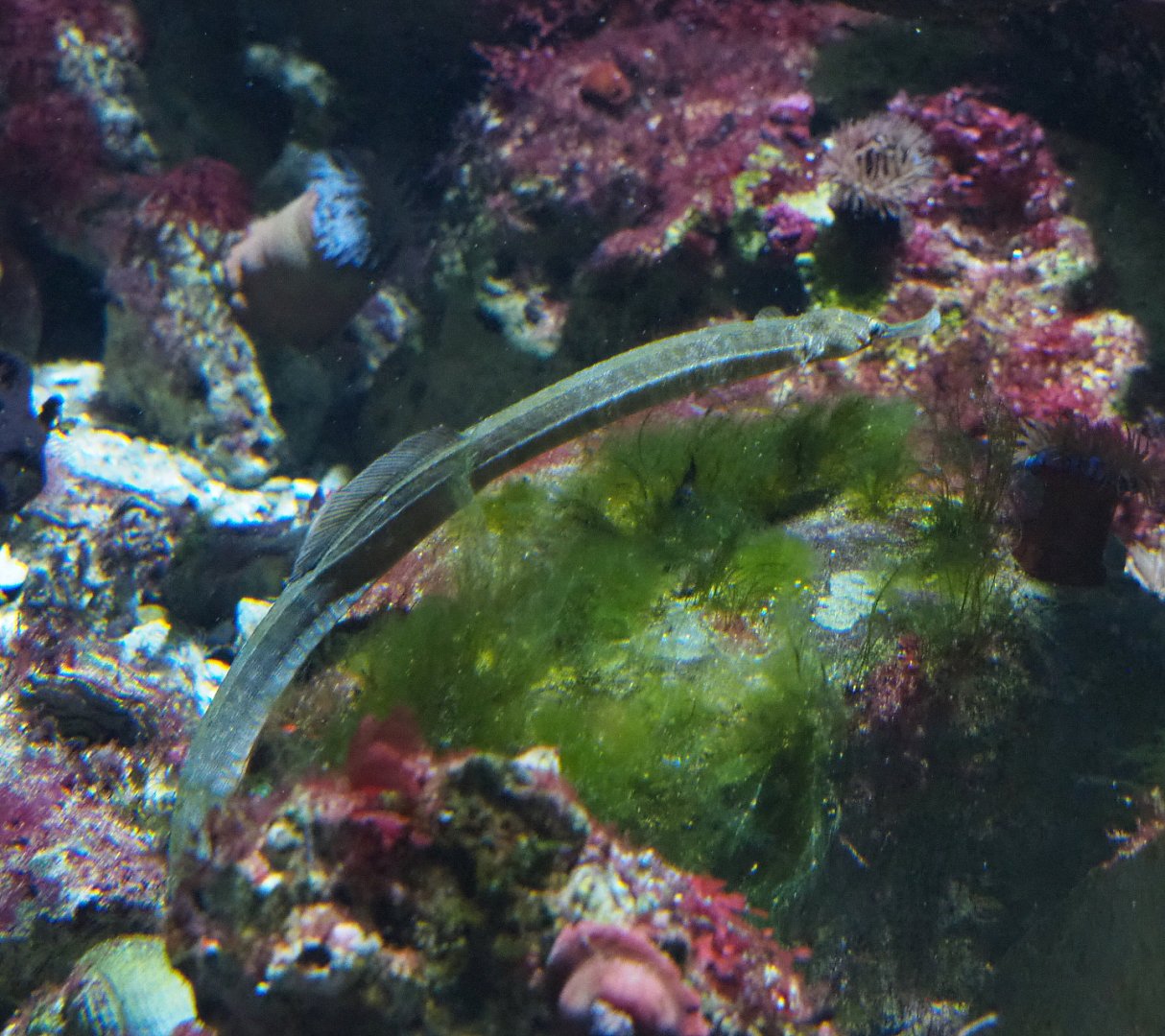 Greater pipefish (Syngnathus acus), 2022-05-26