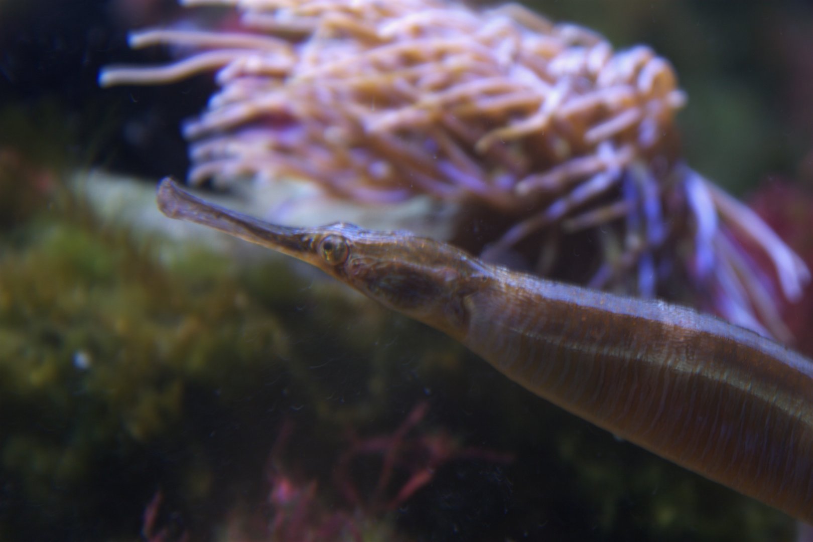 Greater Pipefish (Syngnathus acus), 26-11-25