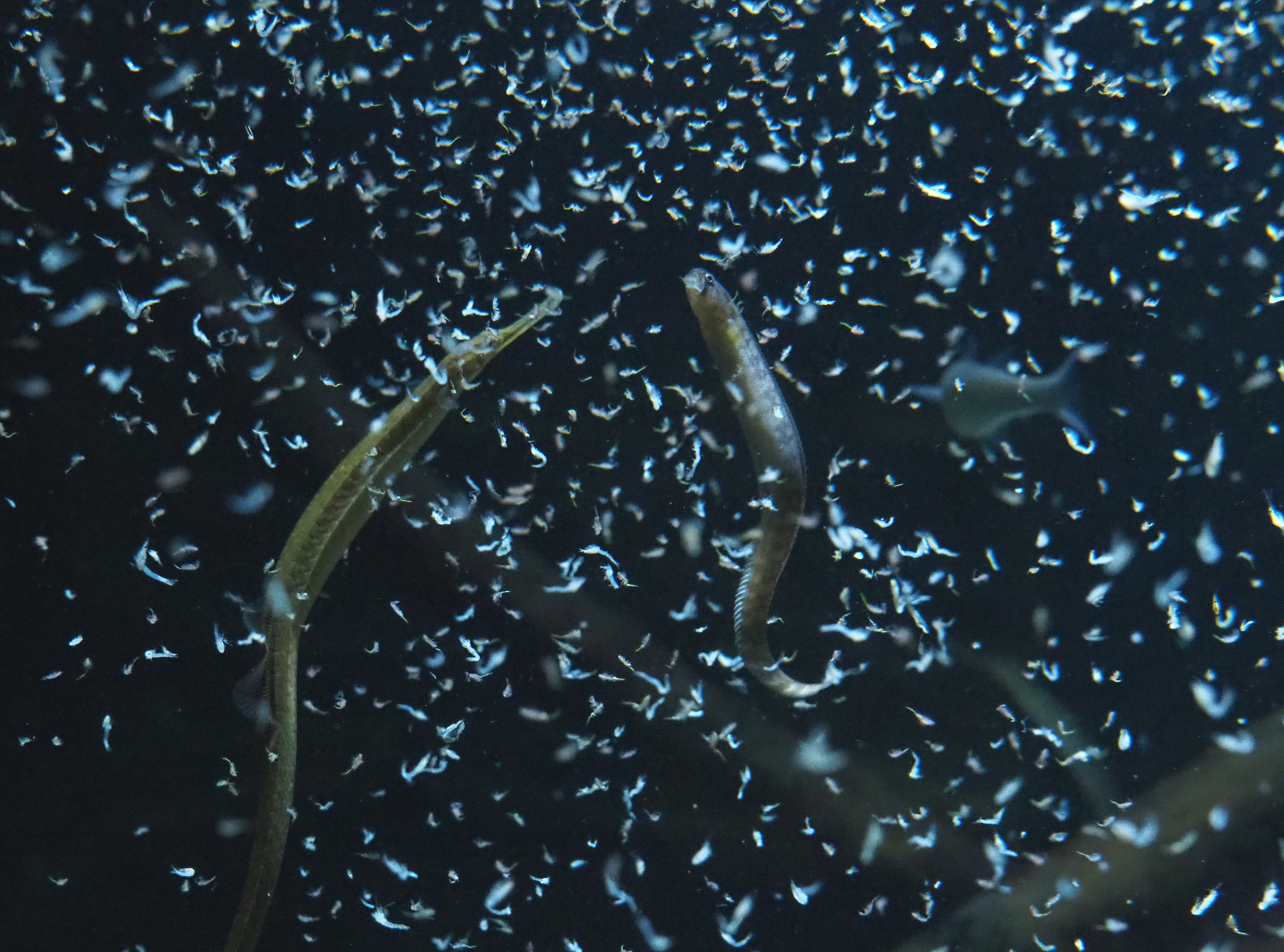 Greater pipefish (Syngnathus acus) and Rock gunnel/Butterfish (Pholis gunnellus) feeding on Mysis shrimp, 2020-05-24