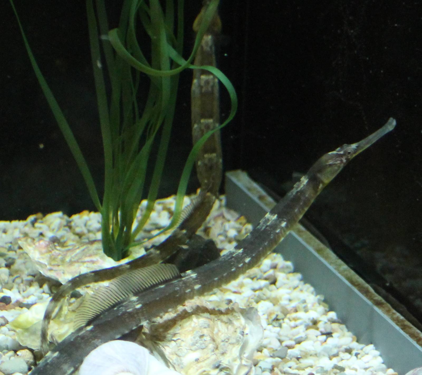 Greater pipefish