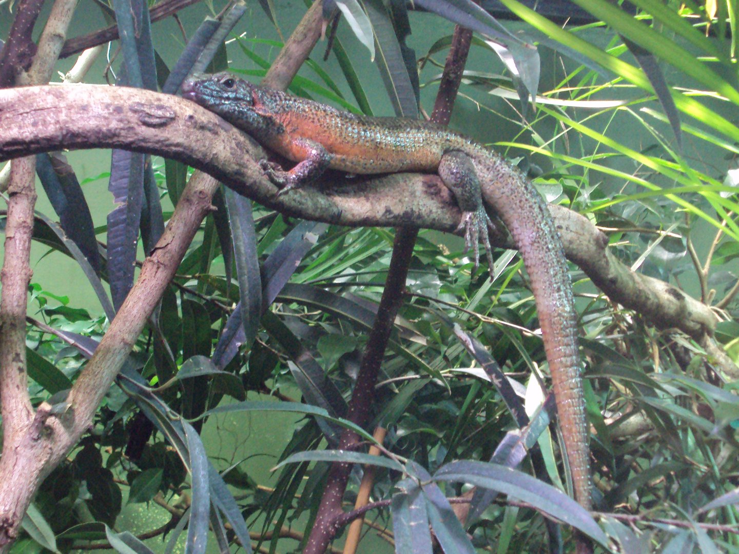 Greater Plated Lizard 01/01/2020