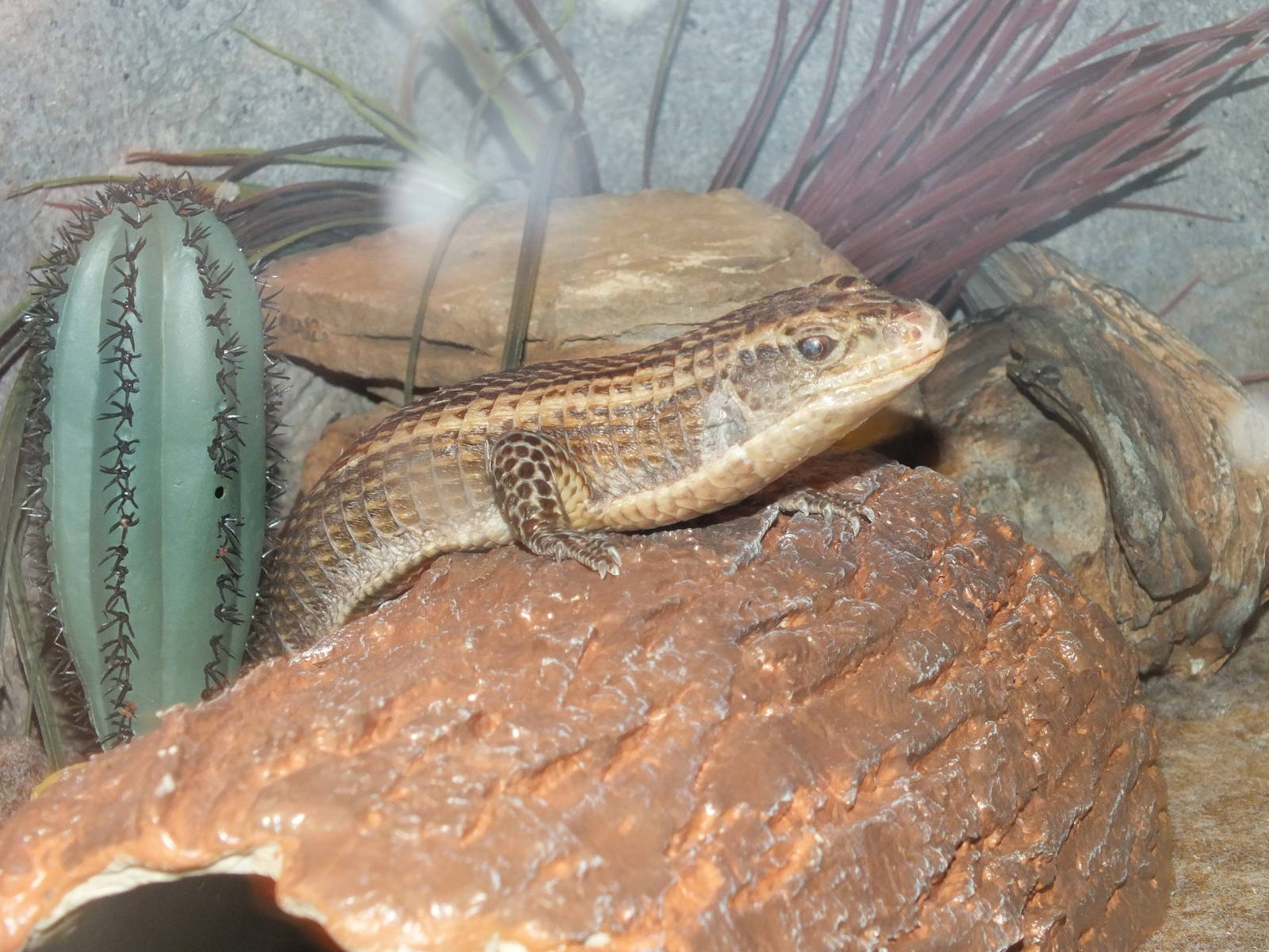 Greater Plated Lizard