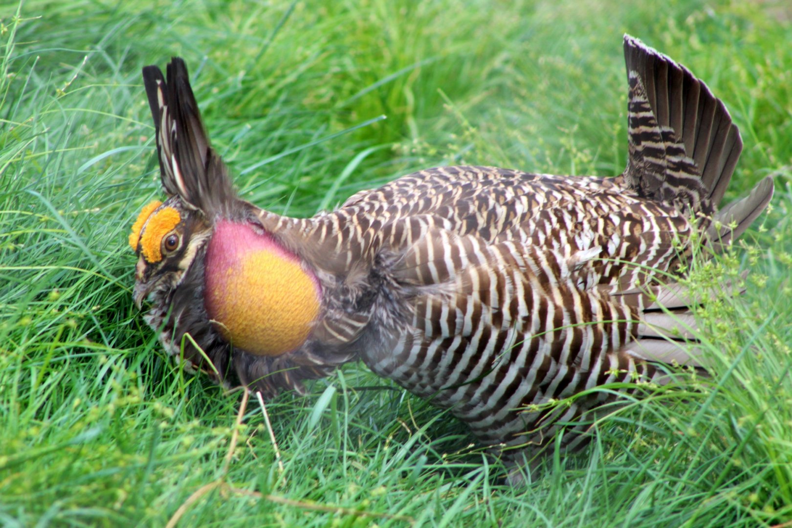 Greater Prairie-Chicken Booming