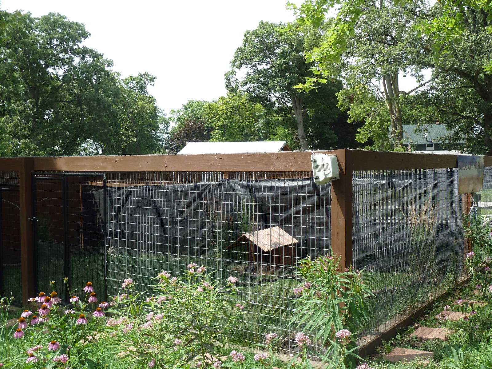 Greater Prairie Chicken Exhibit