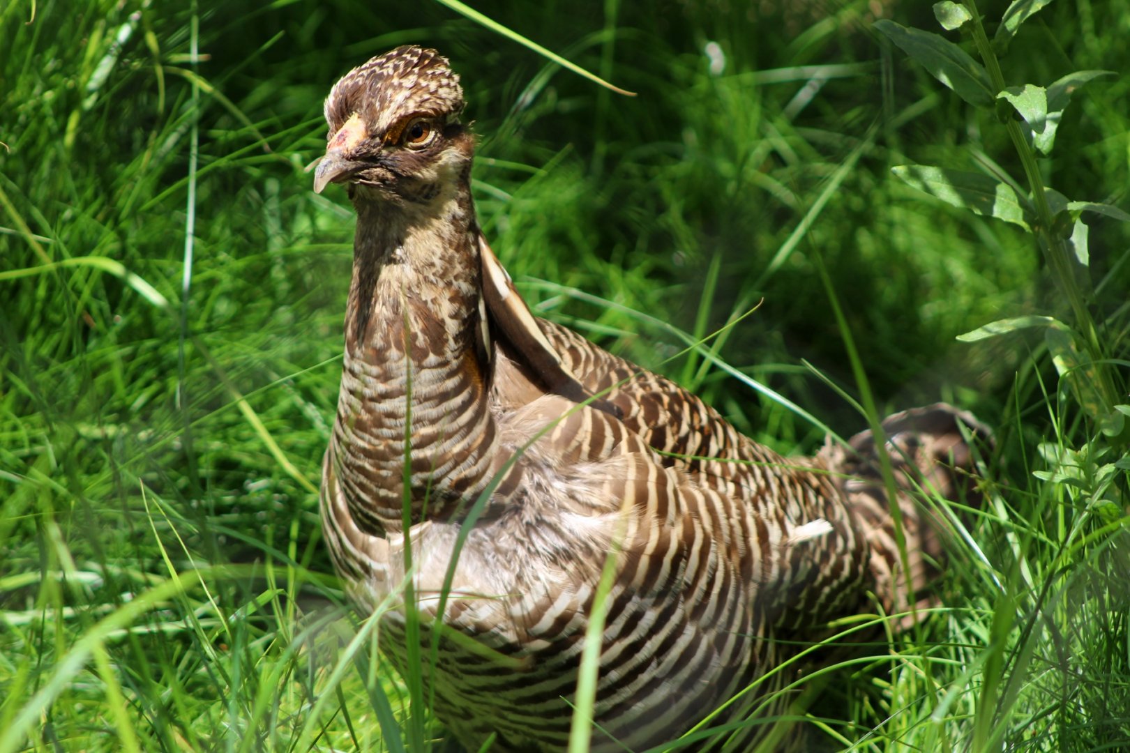 Greater Prairie-Chicken (Male)