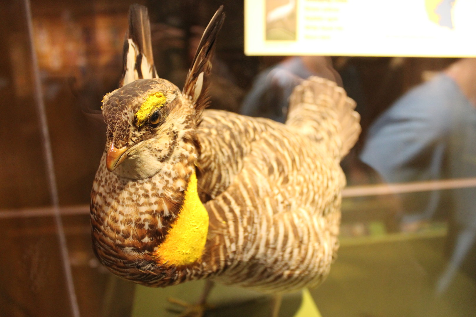 Greater Prairie Chicken Mount (Tympanuchus cupido)