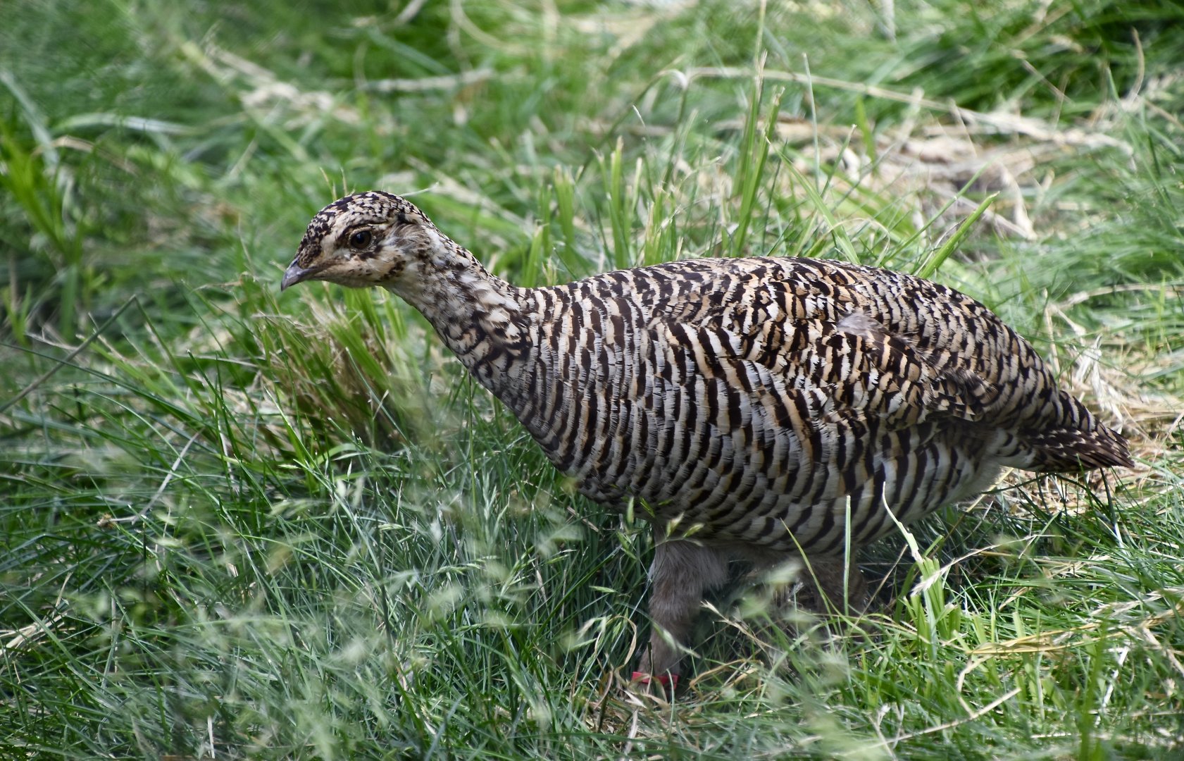 Greater Prairie-Chicken (Tympanuchus cupido pinnatus) female