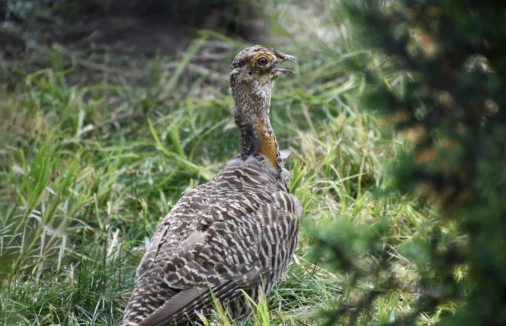 Greater Prairie-Chicken (Tympanuchus cupido pinnatus) male
