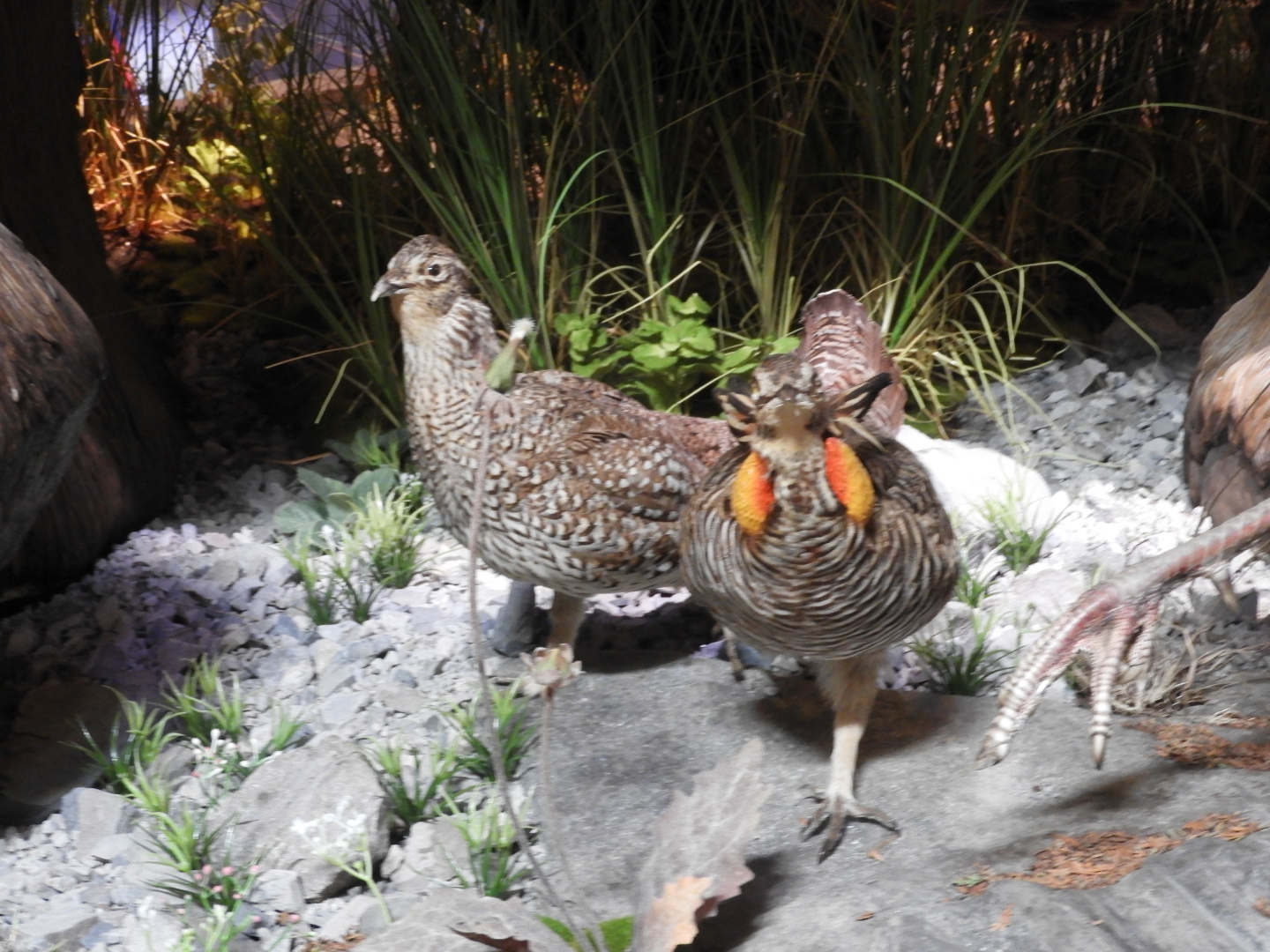 Greater Prairie-Chicken (Tympanuchus cupido) taxidermy specimens