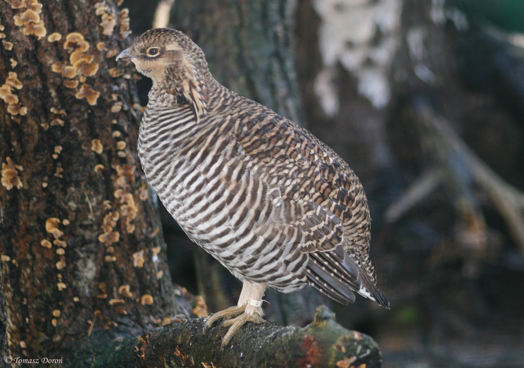 Greater Prairie-chicken (Tympanuchus cupido)