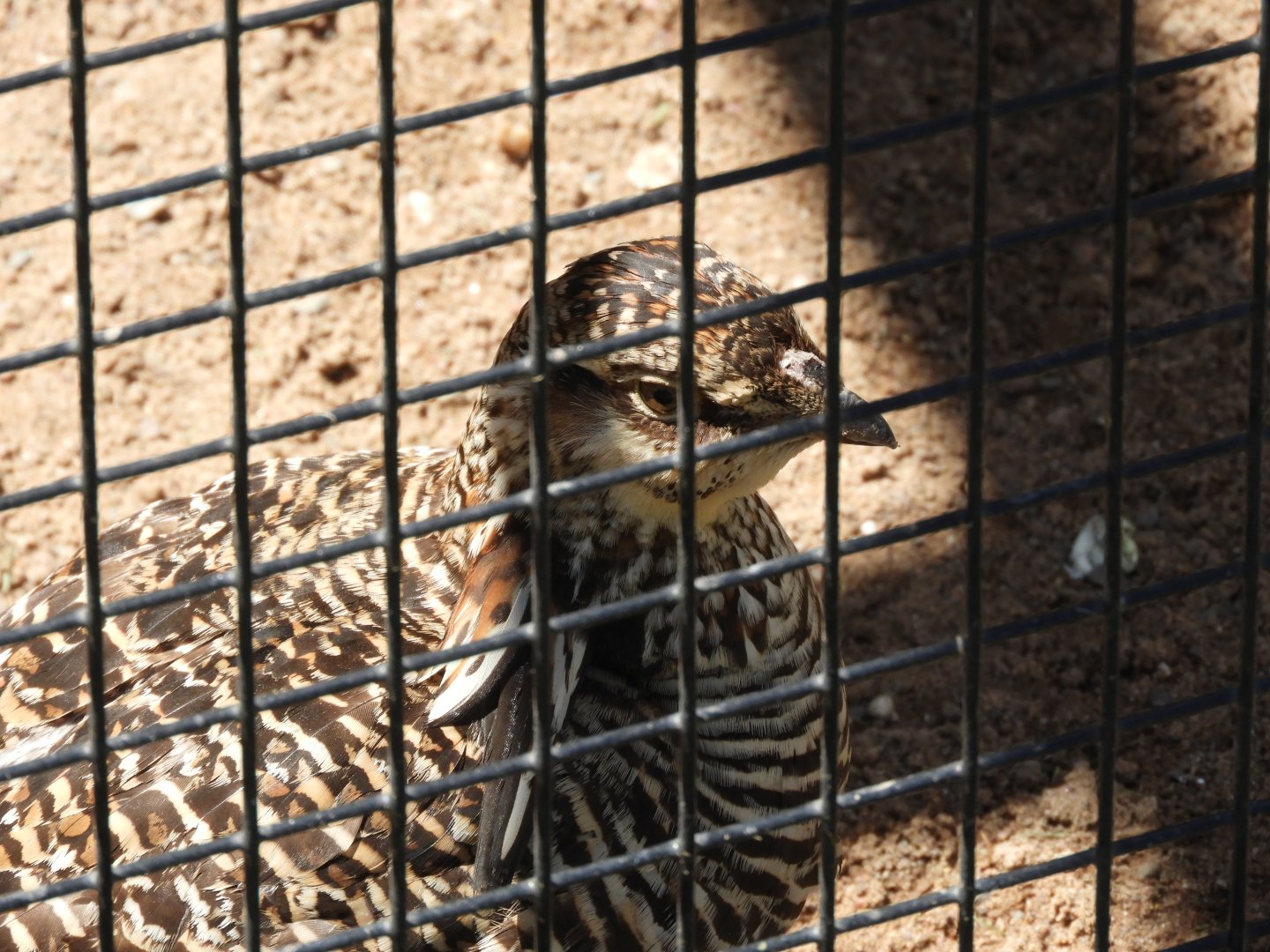 Greater Prairie-Chicken (Tympanuchus cupido)