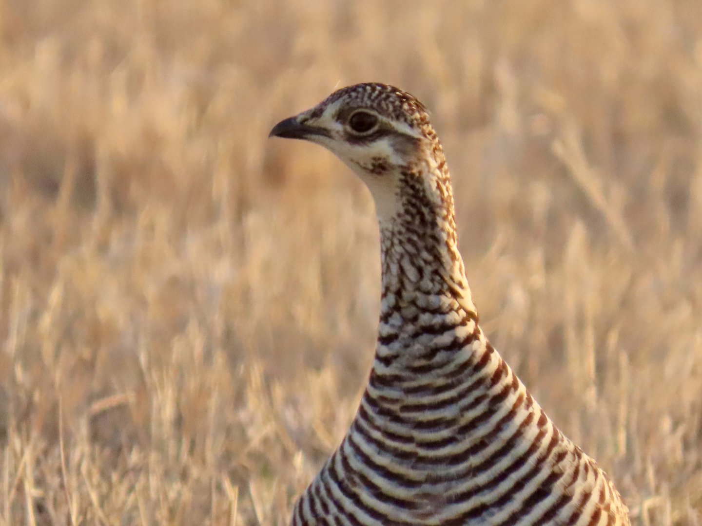 Greater Prairie-chicken (Tympanuchus cupido)