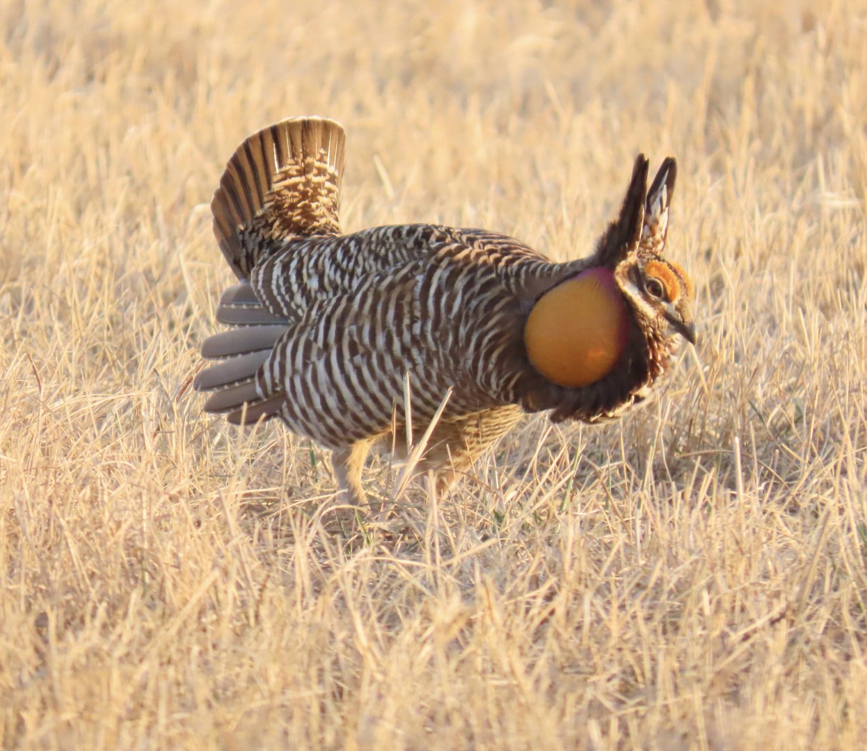 Greater Prairie-chicken (Tympanuchus cupido)