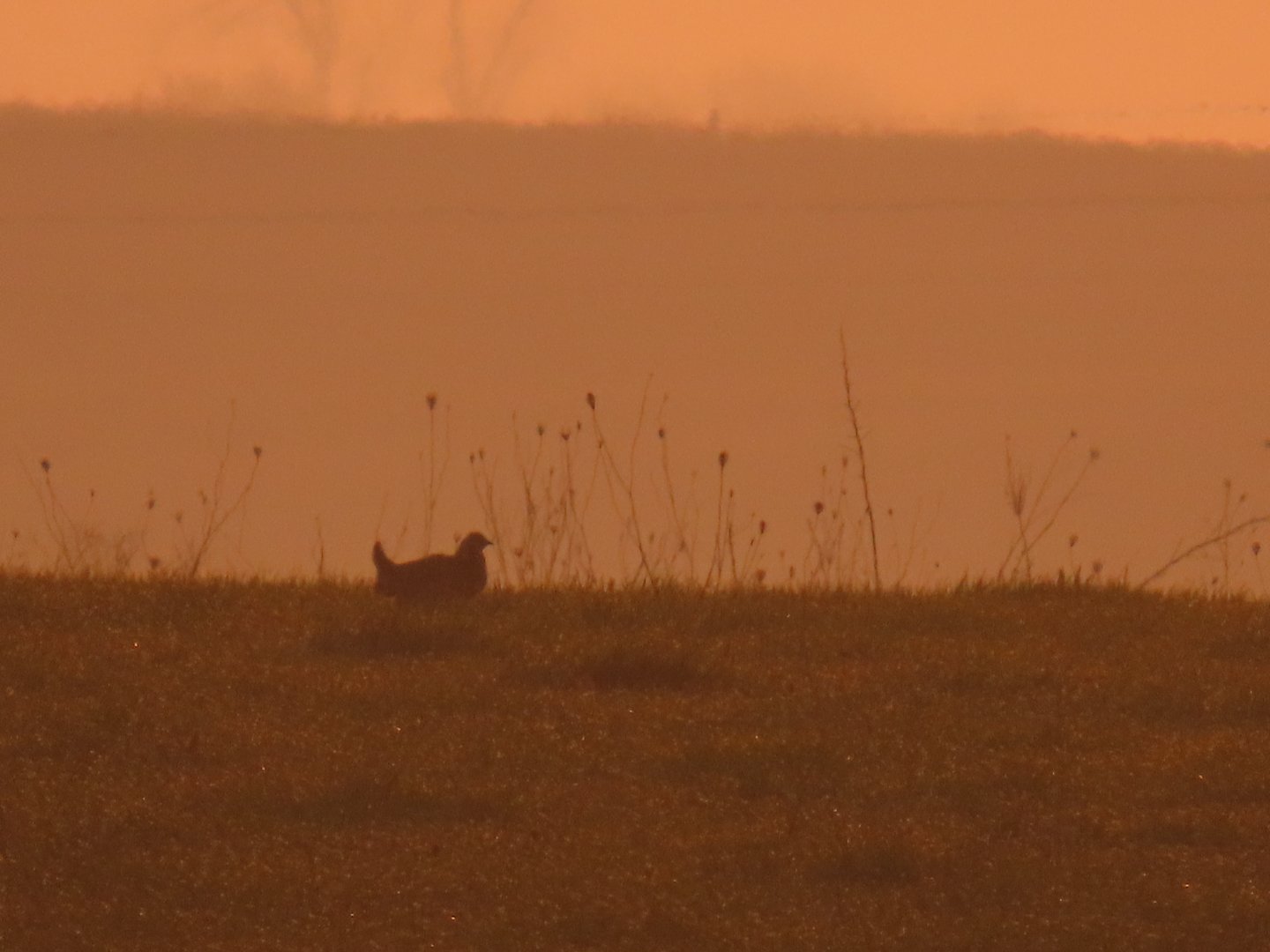 Greater Prairie-chicken (Tympanuchus cupido)