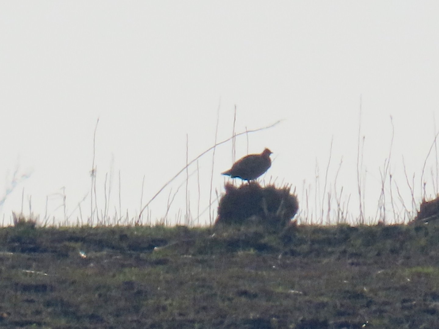 Greater Prairie-chicken (Tympanuchus cupido)