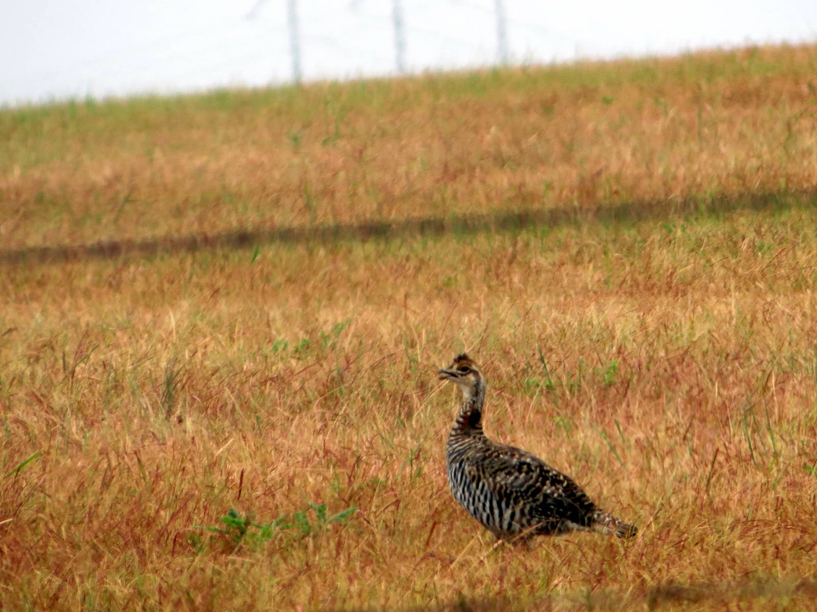 Greater Prairie-chicken
