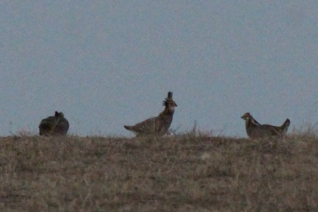Greater Prairie-Chicken