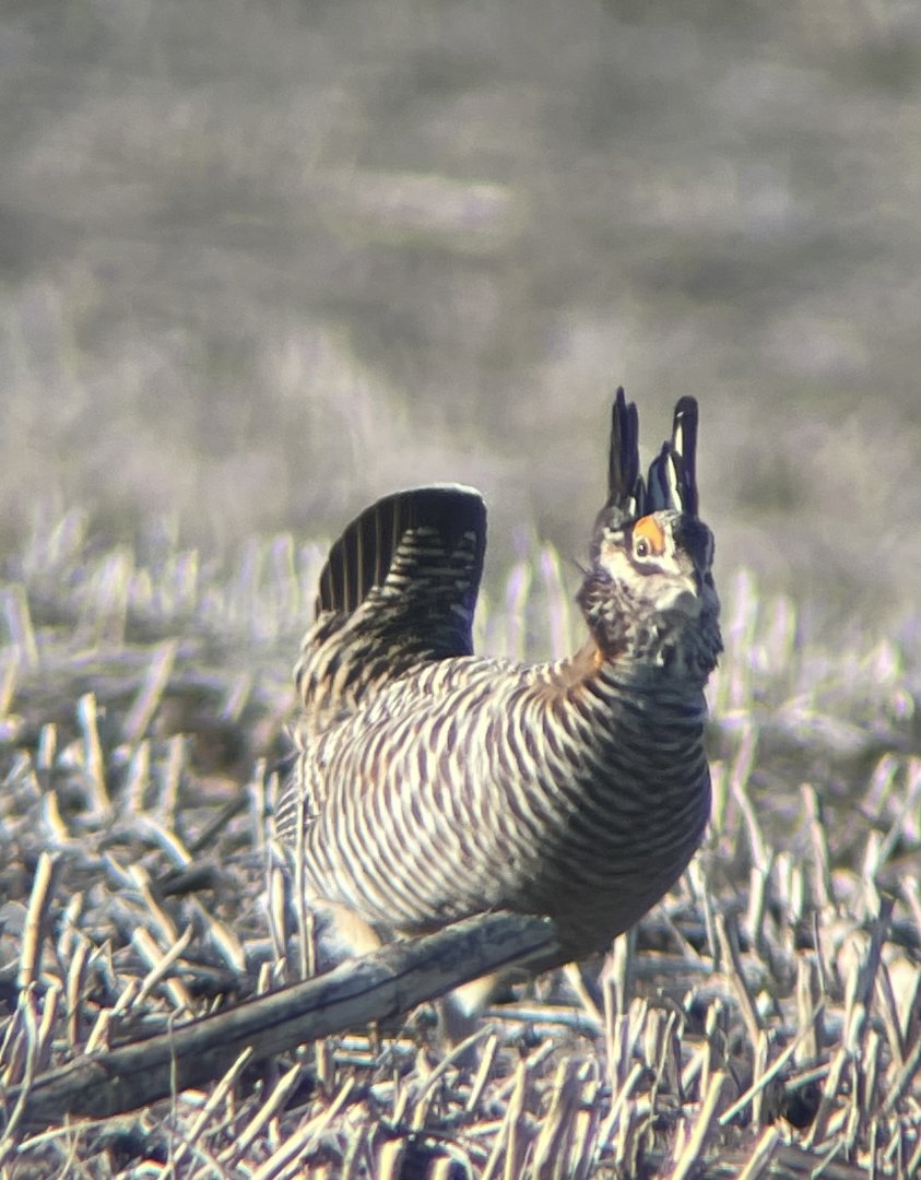 Greater Prairie-Chicken