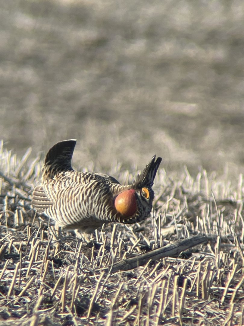 Greater Prairie-Chicken