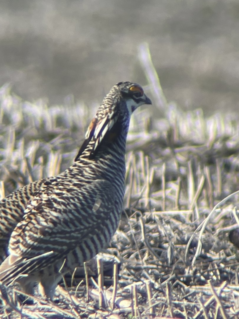 Greater Prairie-Chicken