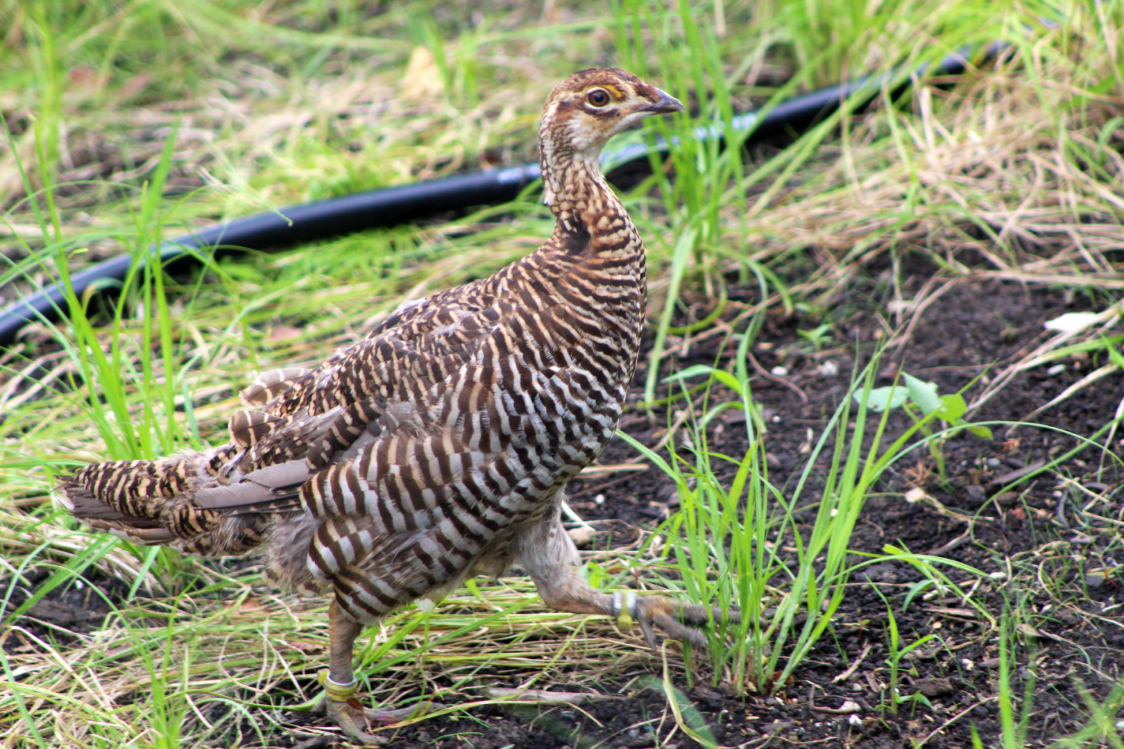 Greater Prairie-Chicken
