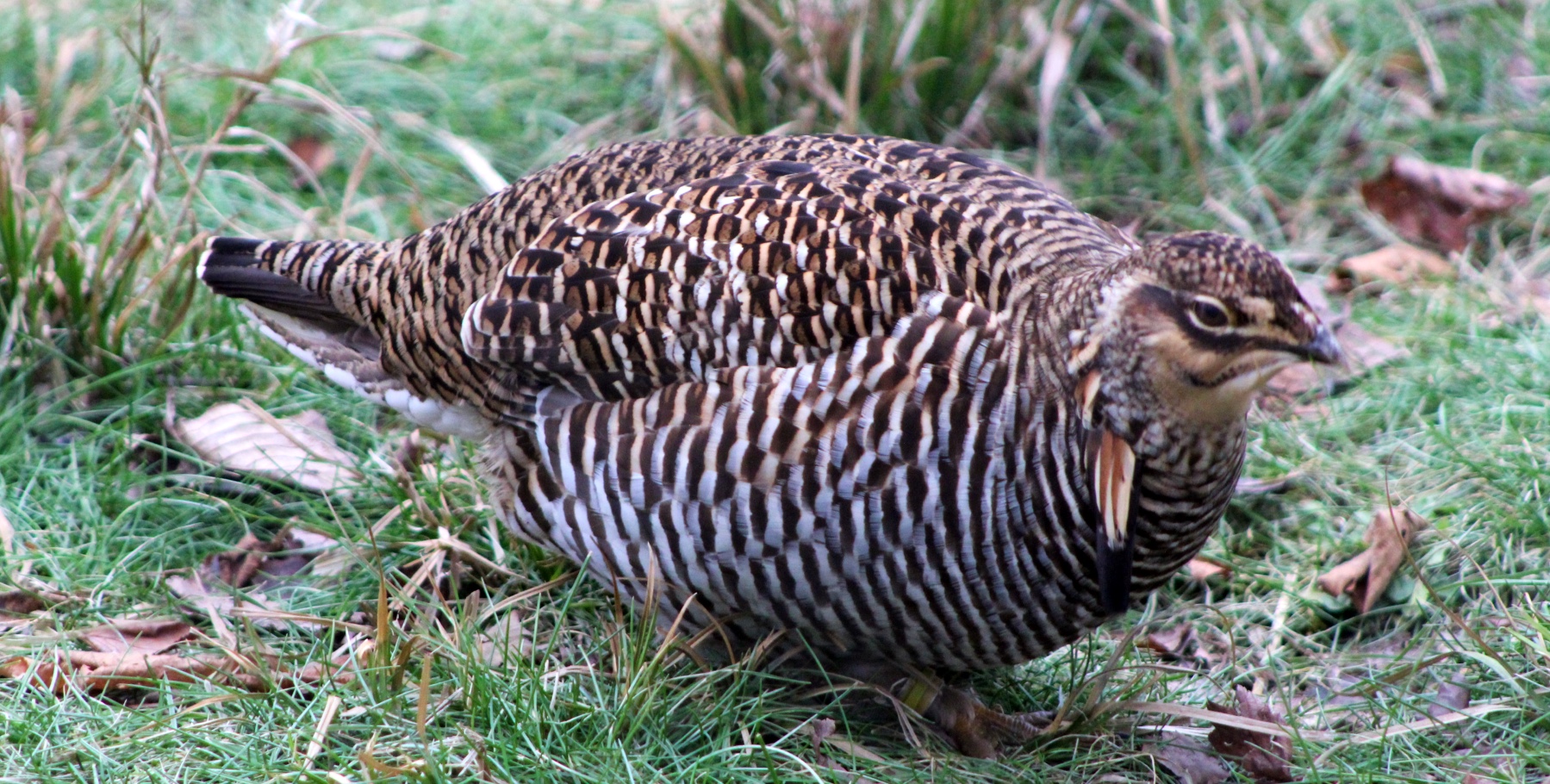Greater Prairie-Chicken