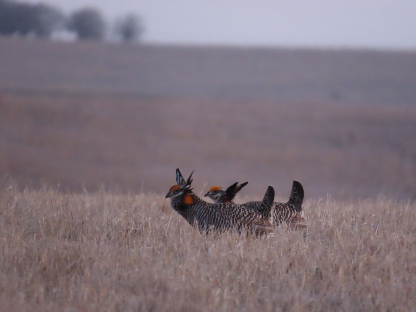 Greater Prairie-chickens (Tympanuchus cupido)