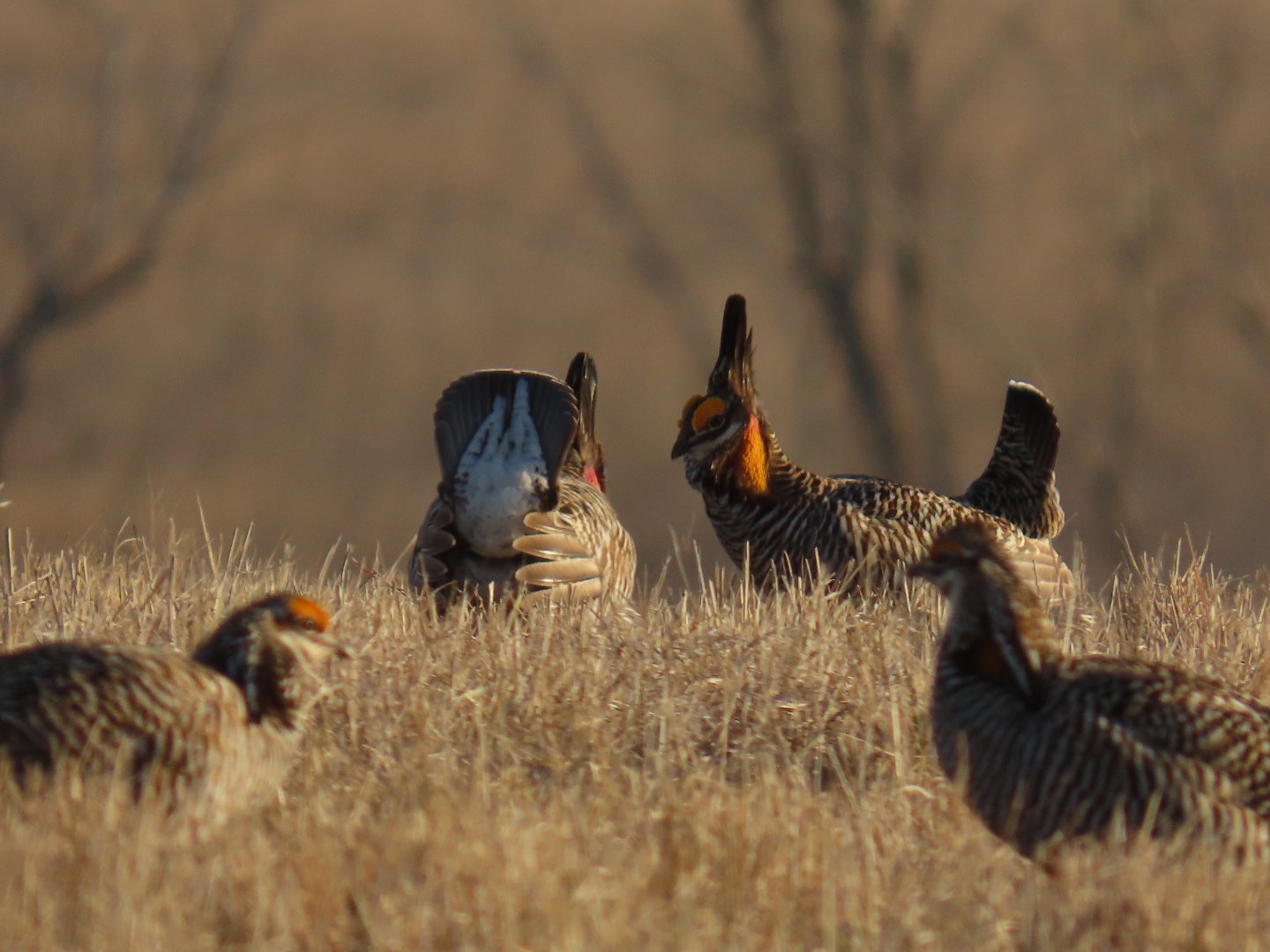 Greater Prairie-chickens (Tympanuchus cupido)