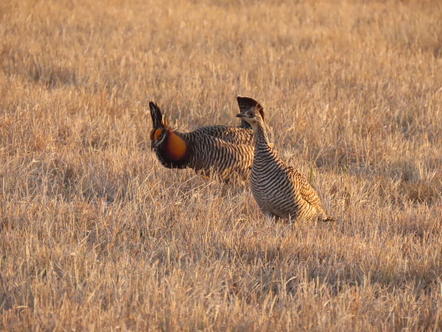 Greater Prairie-chickens (Tympanuchus cupido)