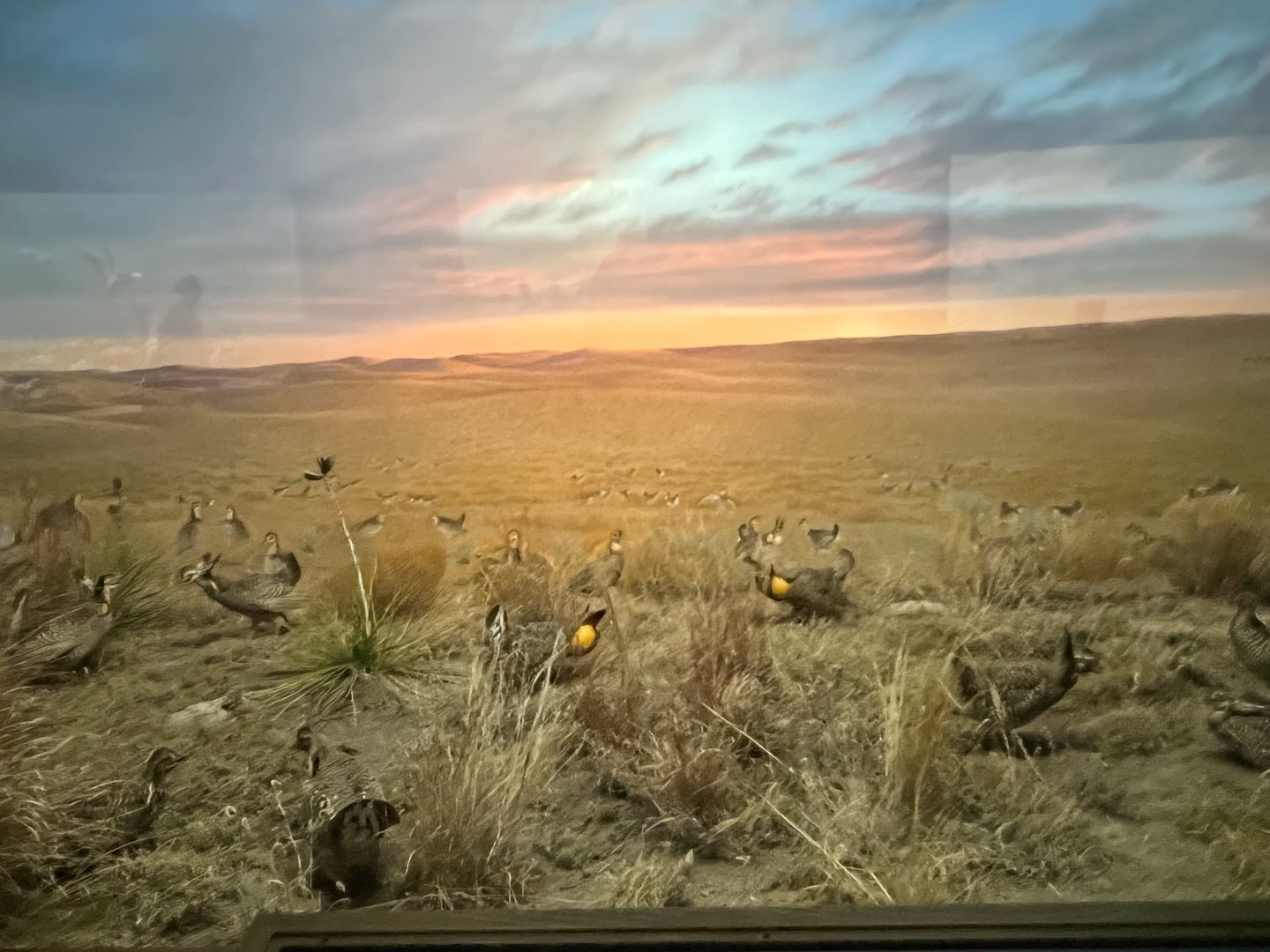 Greater Prairie Chickens