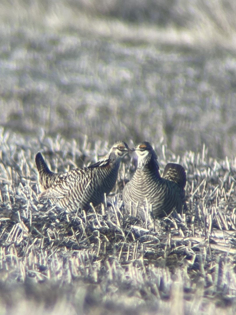 Greater Prairie-Chickens