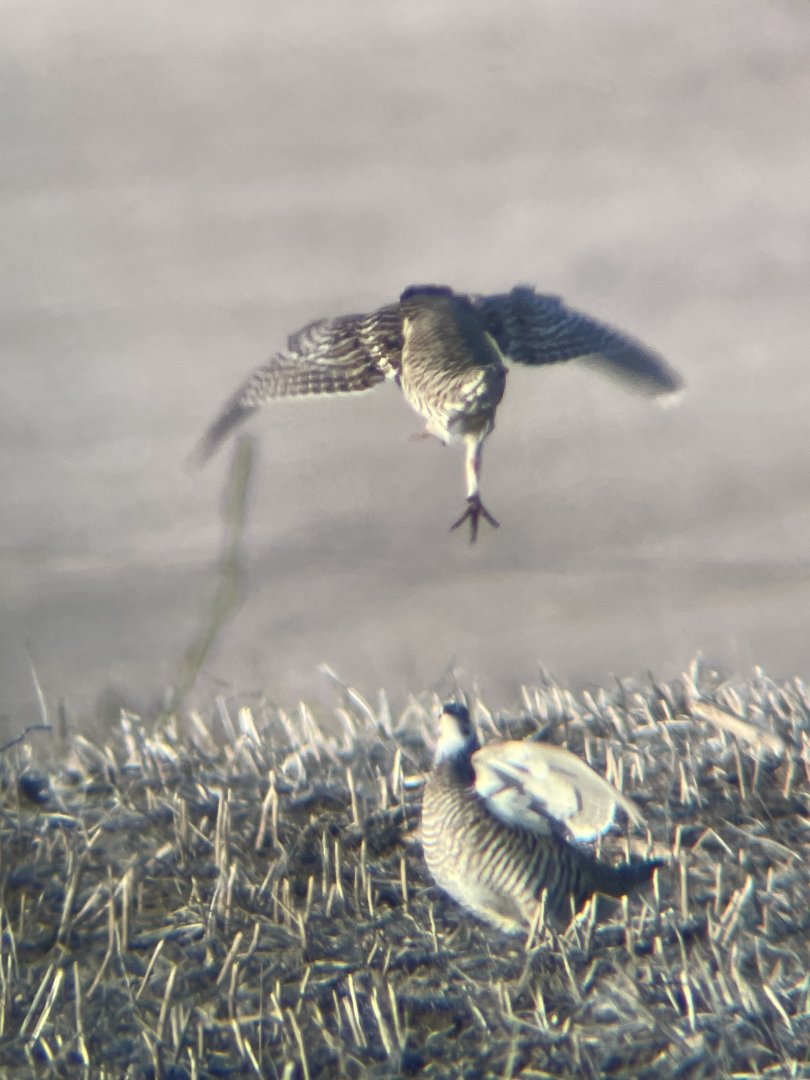 Greater Prairie-Chickens