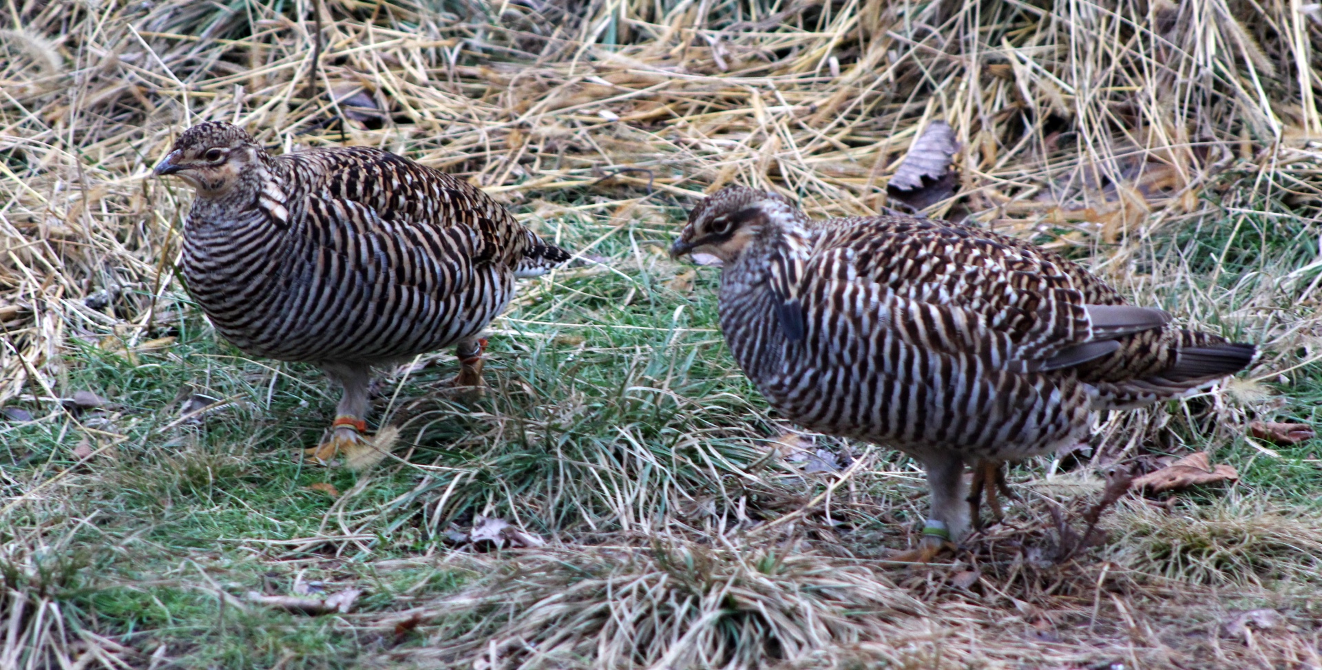 Greater Prairie-Chickens