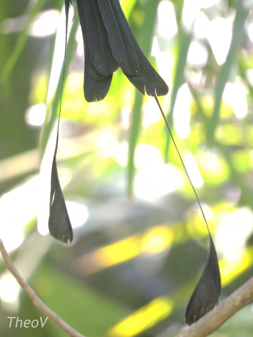 Greater racket-tailed drongo [2016]